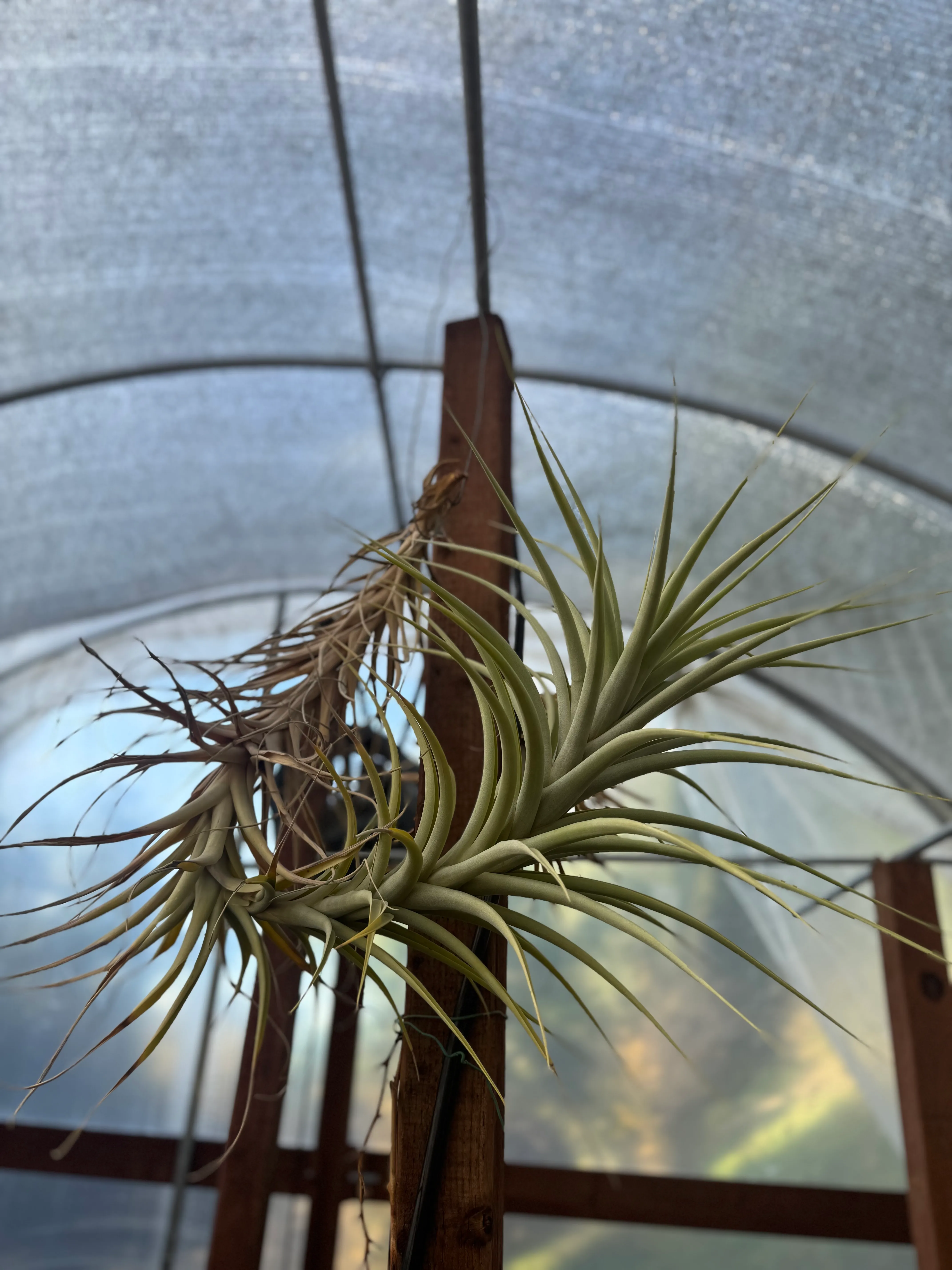 Tillandsia by David