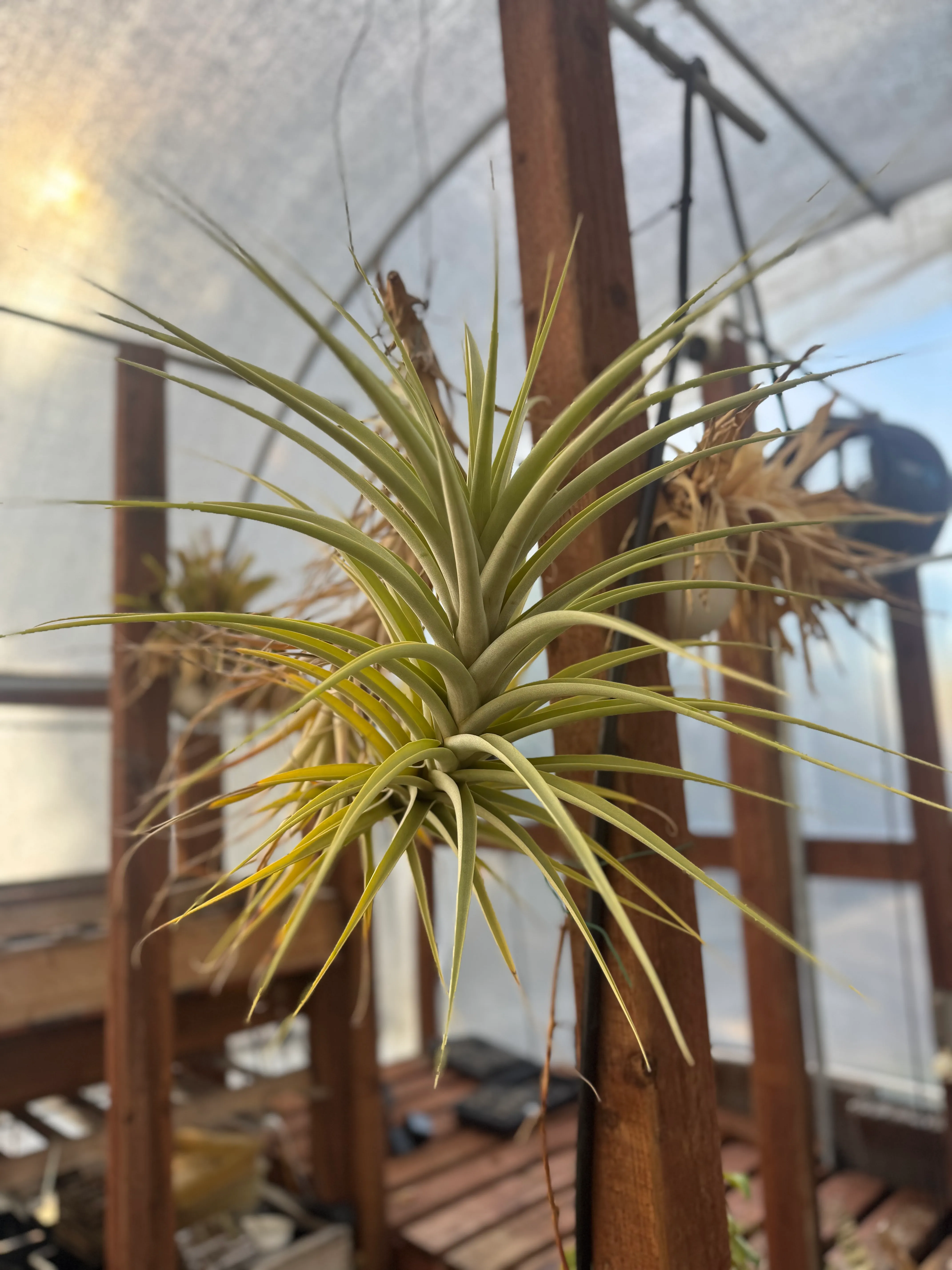 Tillandsia by David