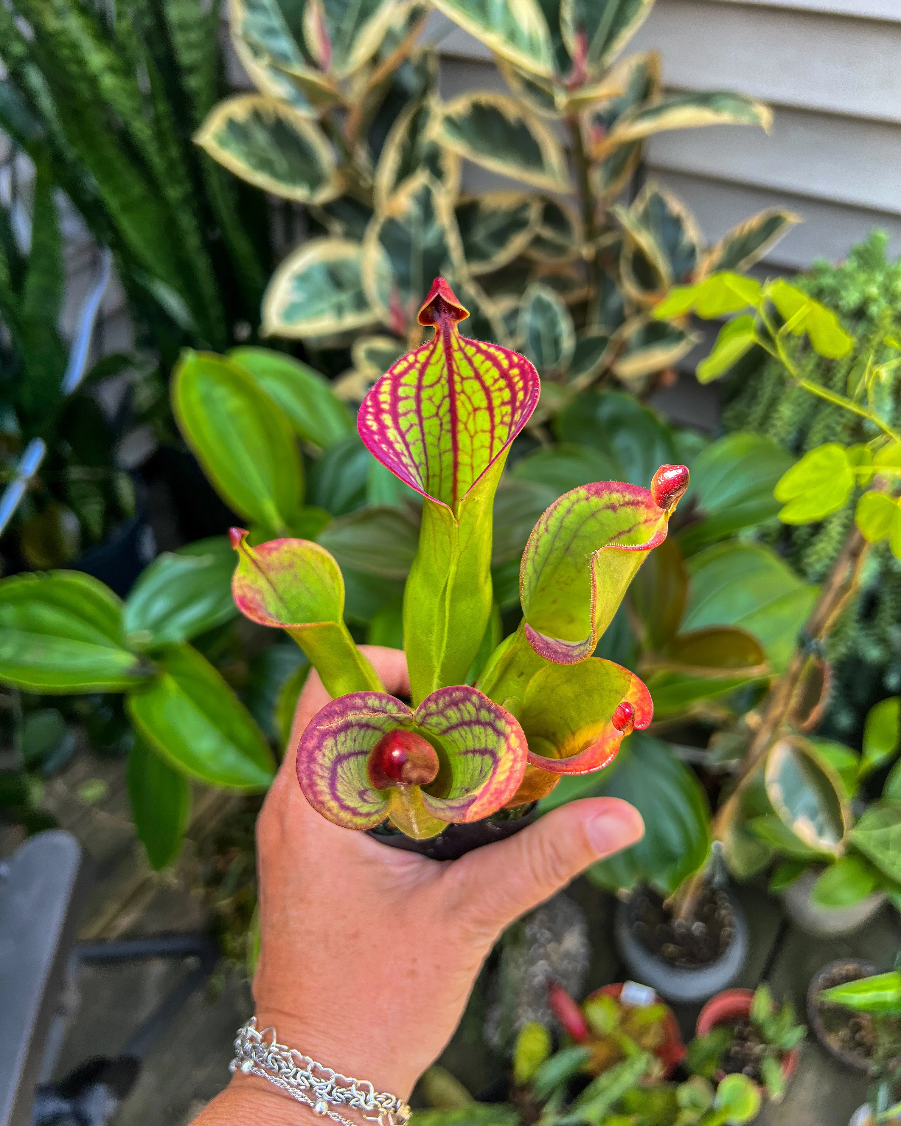 Heliamphora macdonaldae by DoodleBirdTerrariums