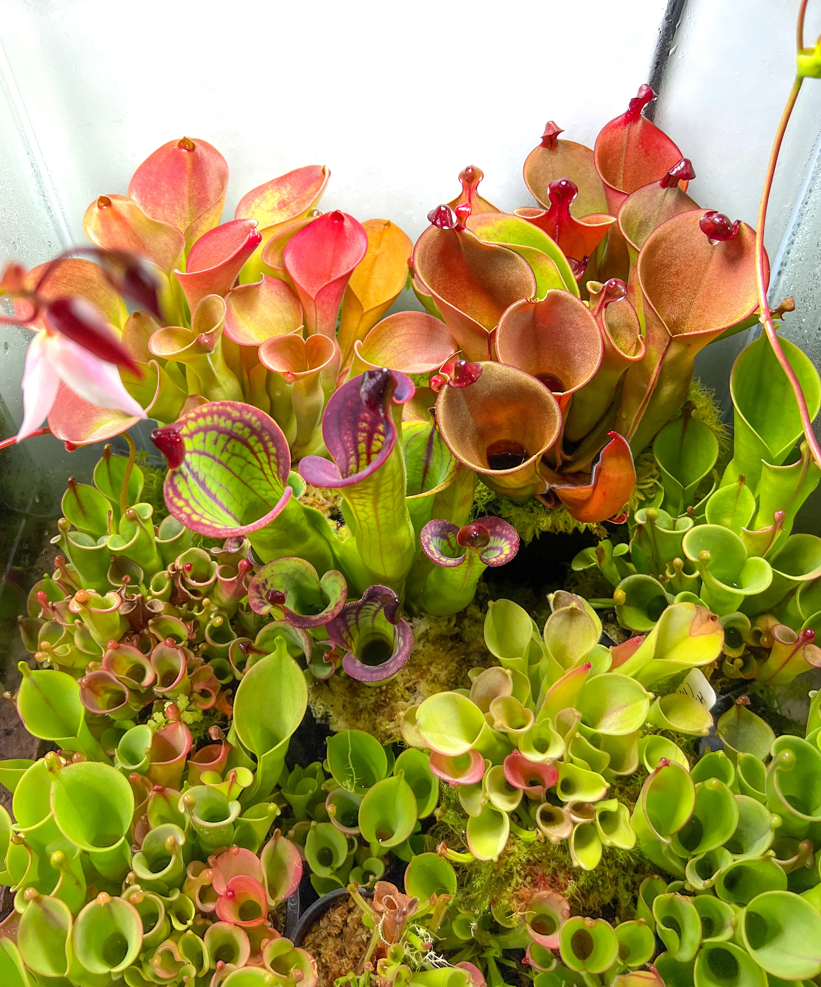 Heliamphora macdonaldae by DoodleBirdTerrariums