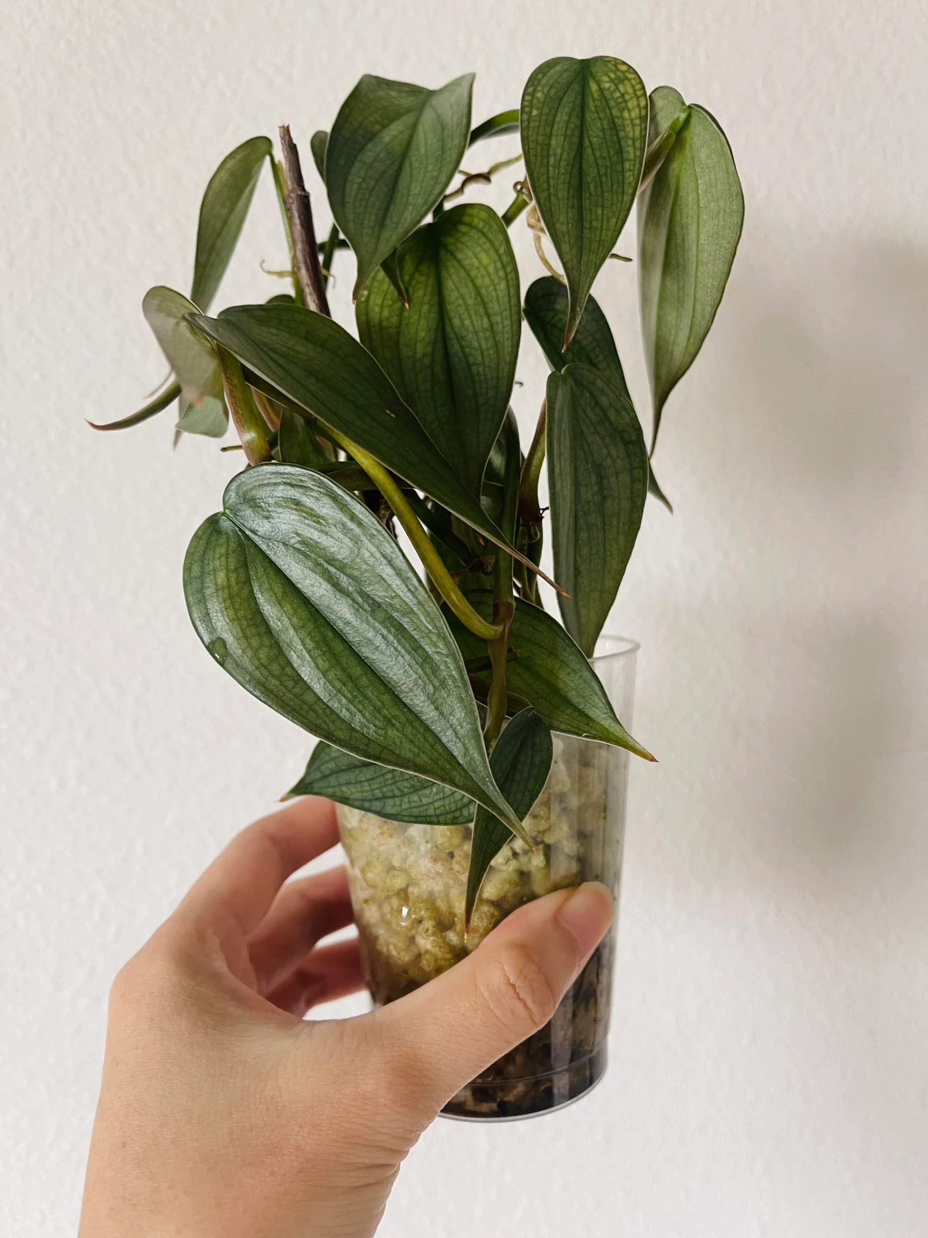 Philodendron Burle Marx 'Fantasy' by Labuleaf