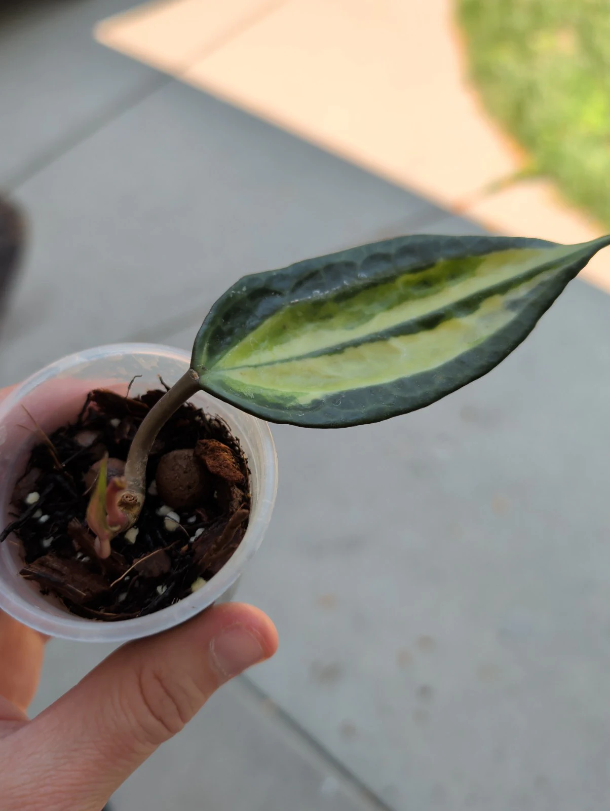 Hoya pot of gold by meg