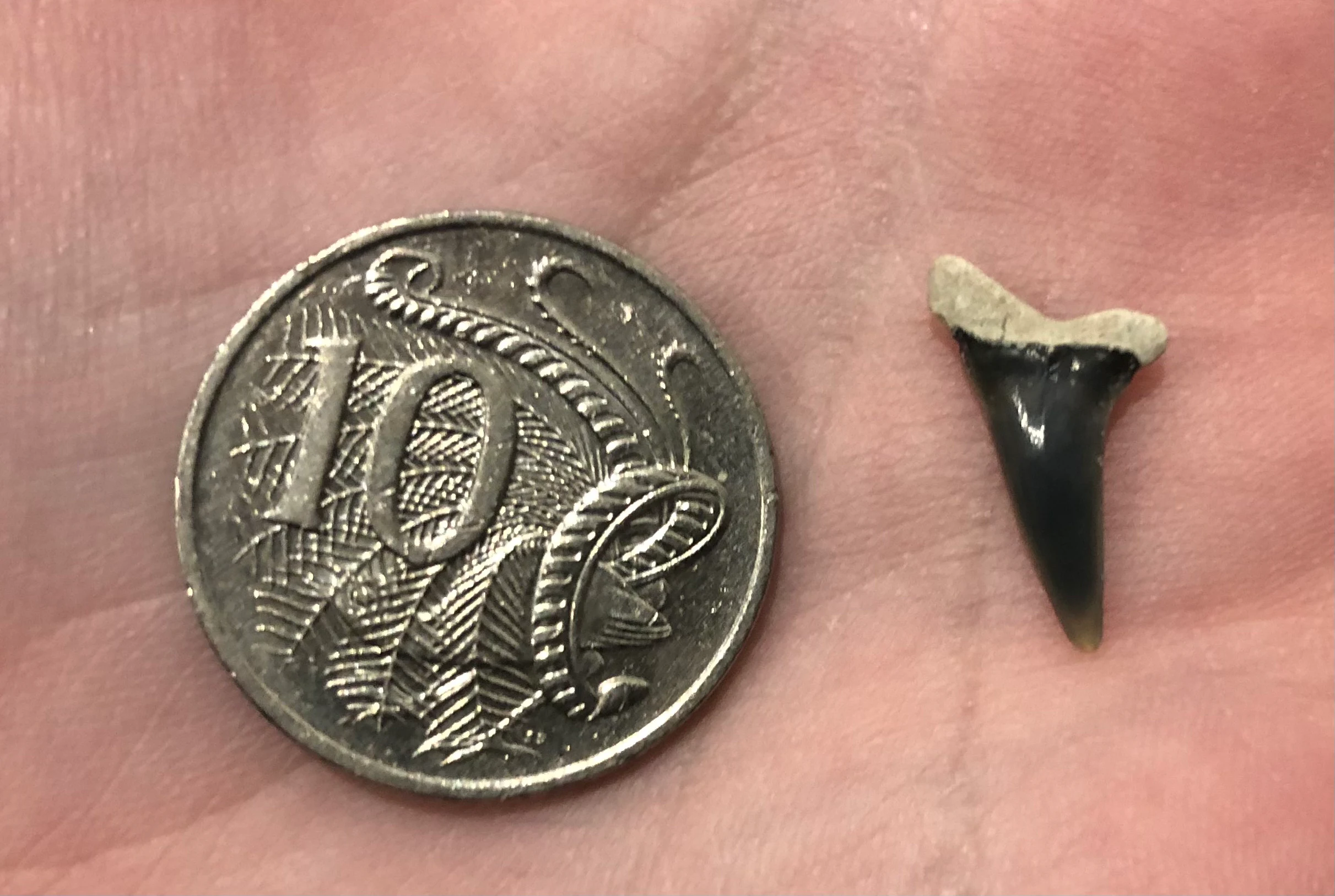 Grey Nurse Shark Tooth Carcharias taurus by Freckles