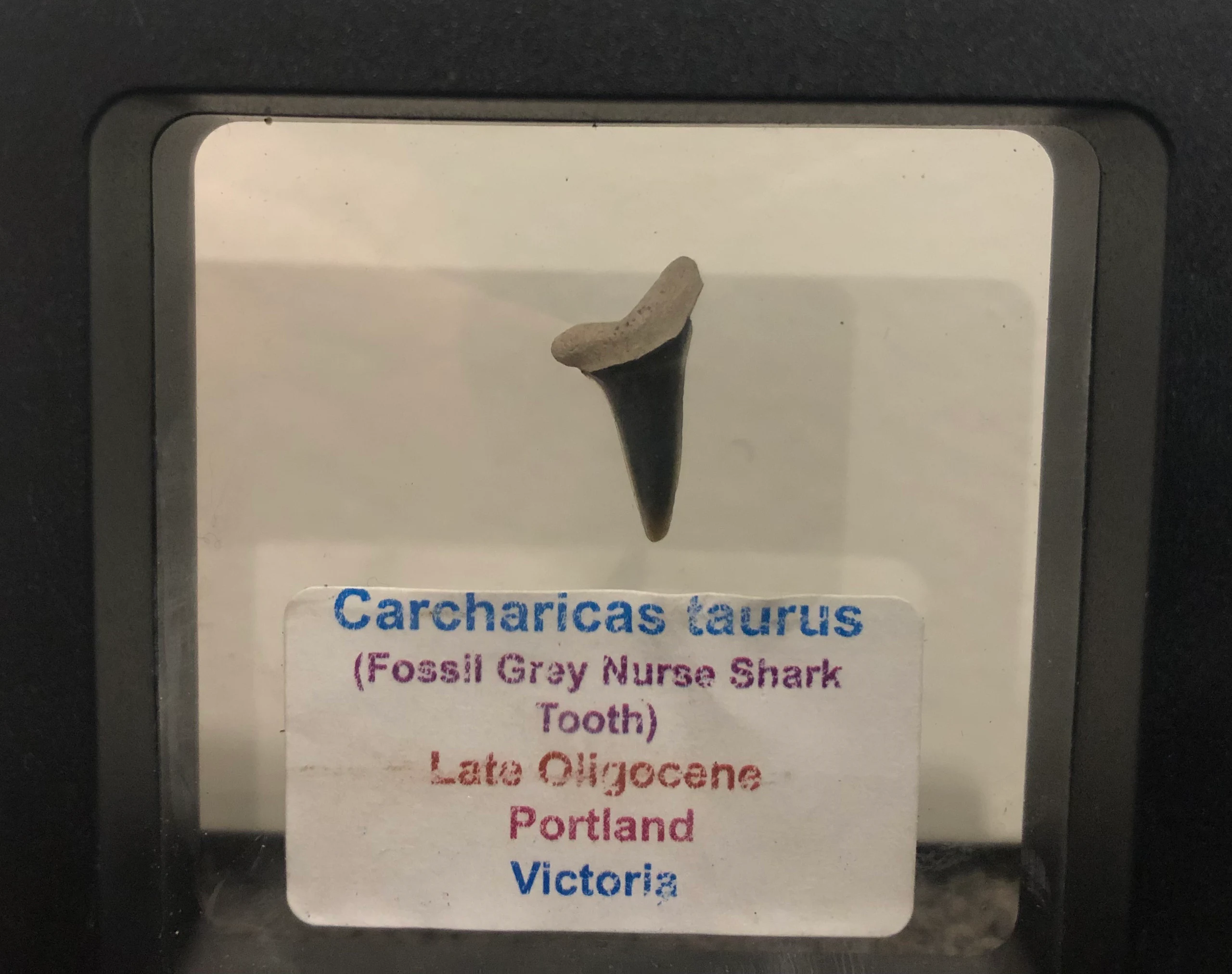 Grey Nurse Shark Tooth Carcharias taurus by Freckles