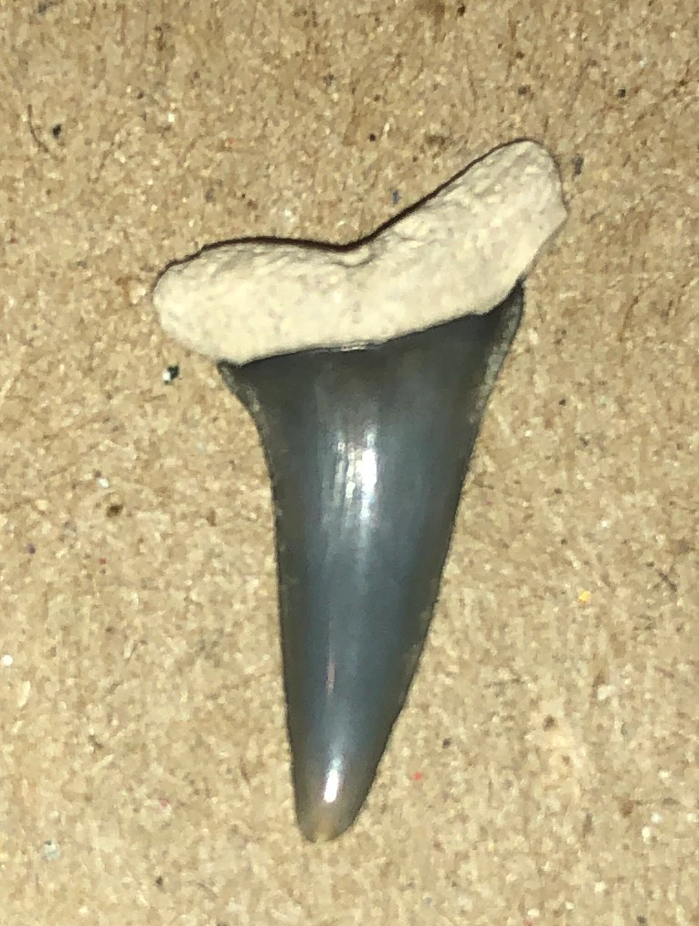 Grey Nurse Shark Tooth Carcharias taurus by Freckles
