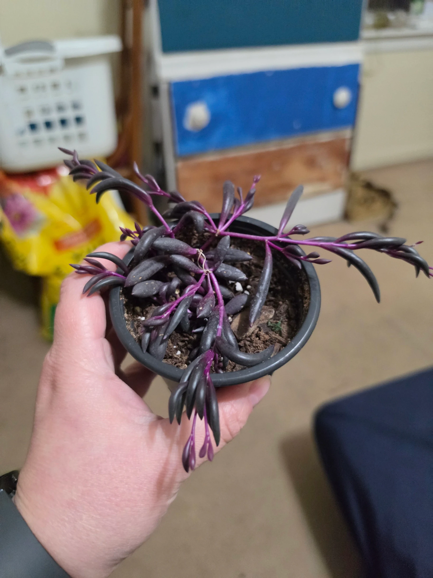 Othonna capensis by Lilith