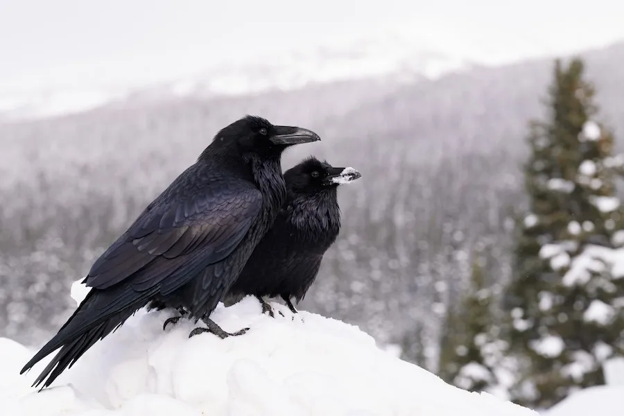 Common Raven Corvus corax by genevieve