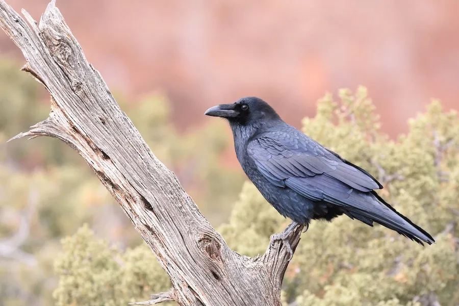 Common Raven Corvus corax by genevieve