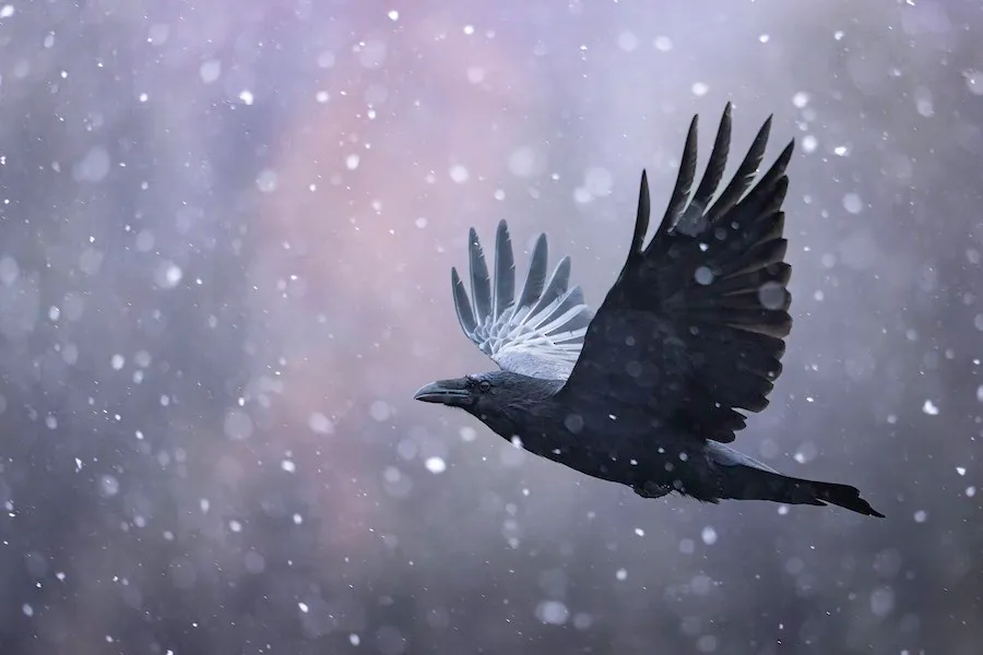 Common Raven Corvus corax by genevieve