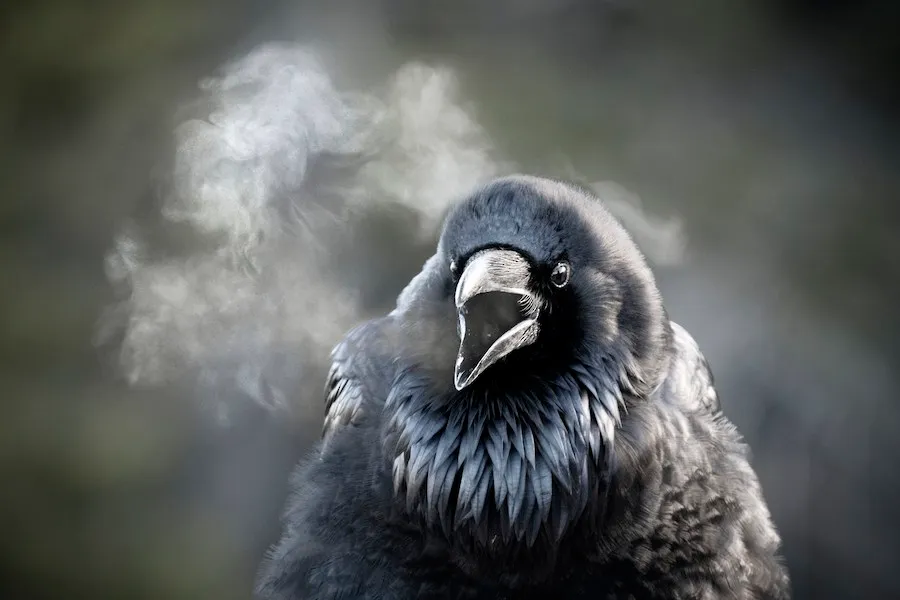 Common Raven Corvus corax by genevieve
