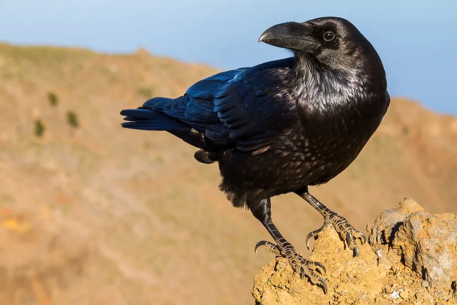 Common Raven Corvus corax by genevieve