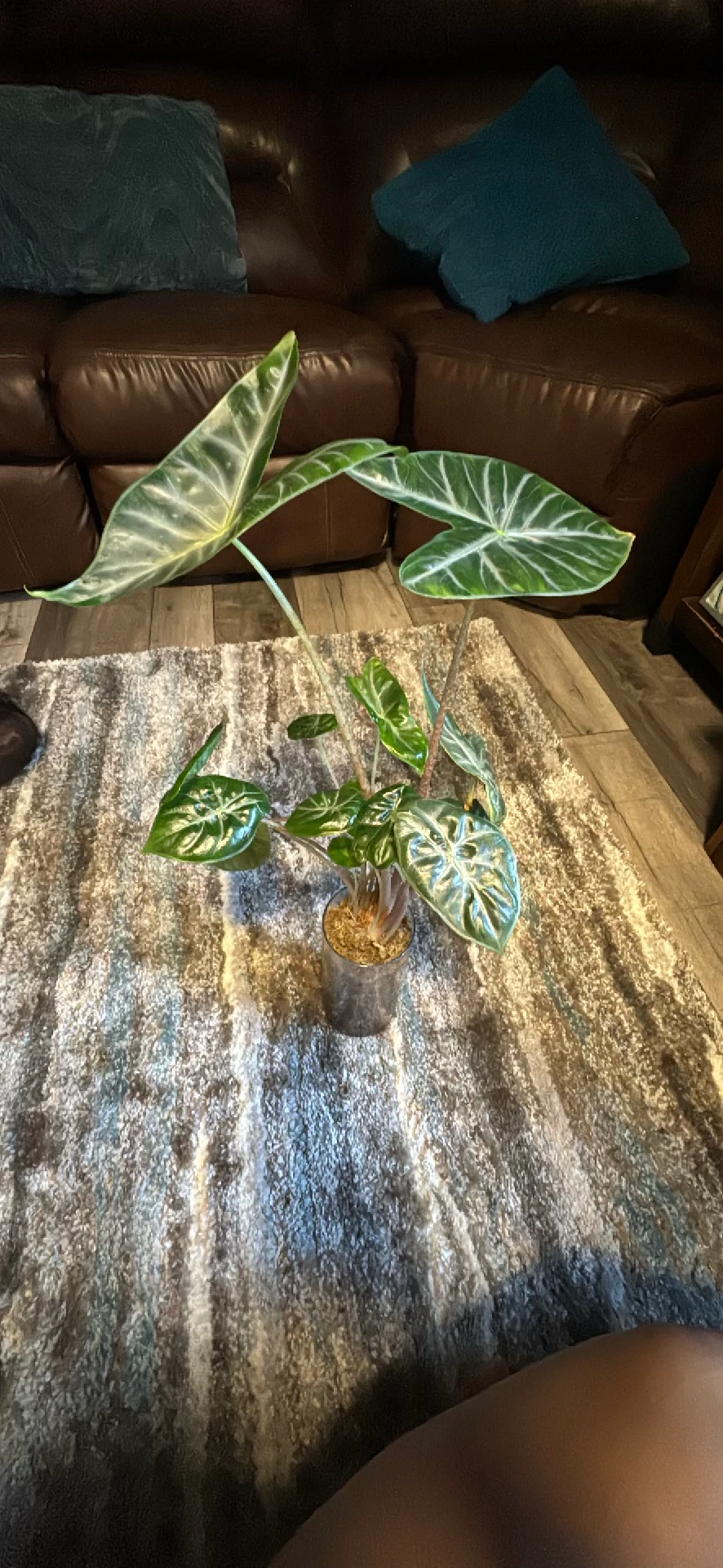 Alocasia Ivory Coast by Ohtatie