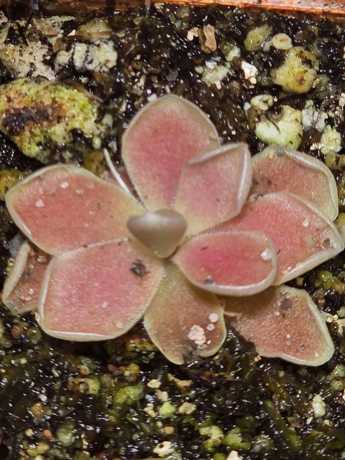 Pinguicula ehlersiae '"Cotton Candy"' by atomic-alchemist