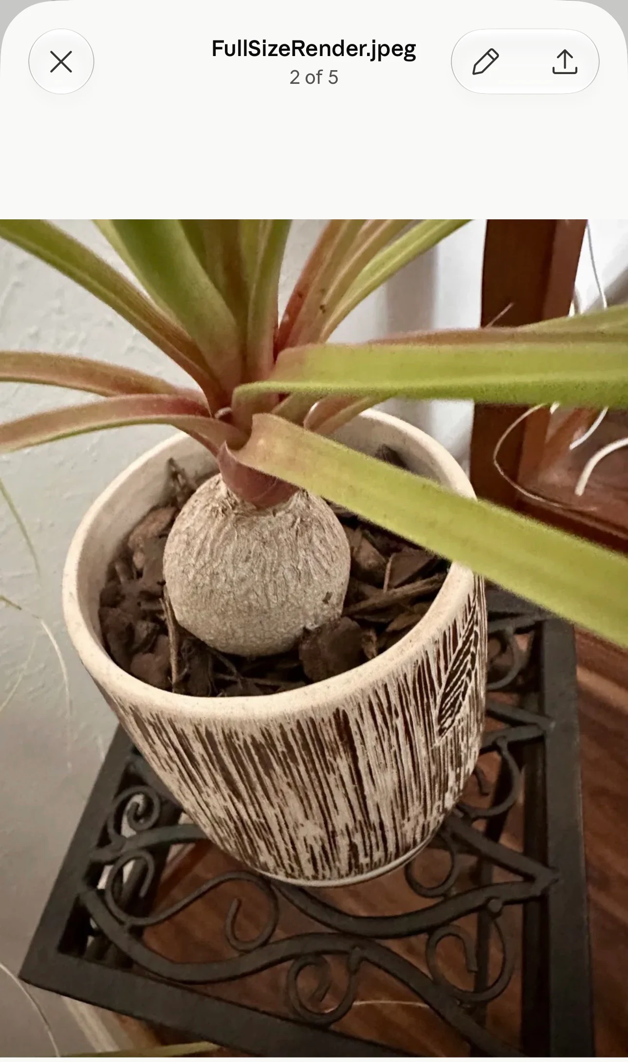 Beaucarnea recurvata by easycare