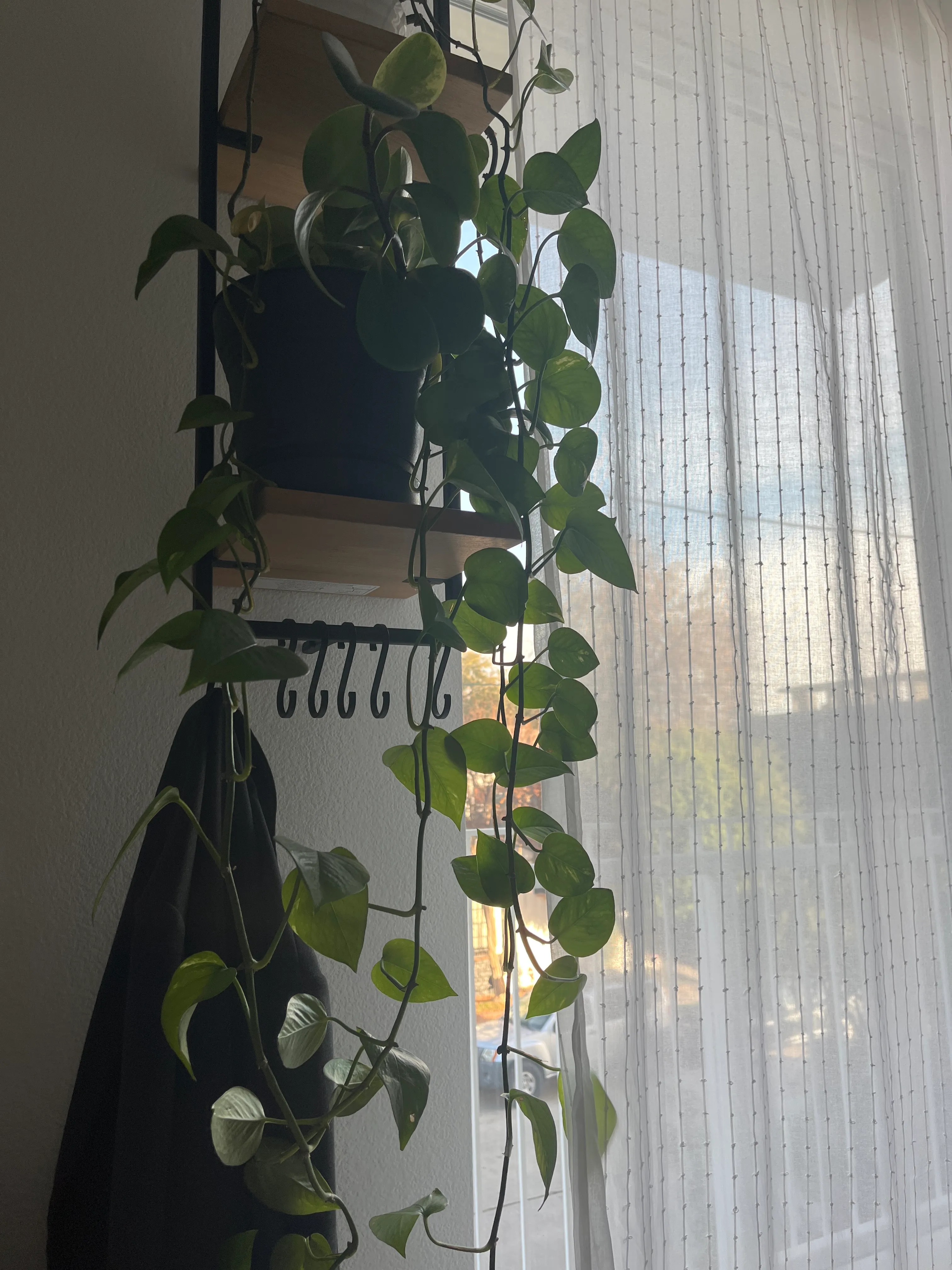 Philodendron hederaceum by Ethan
