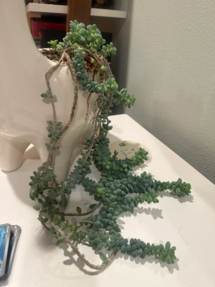 Sedum morganianum by cortlan