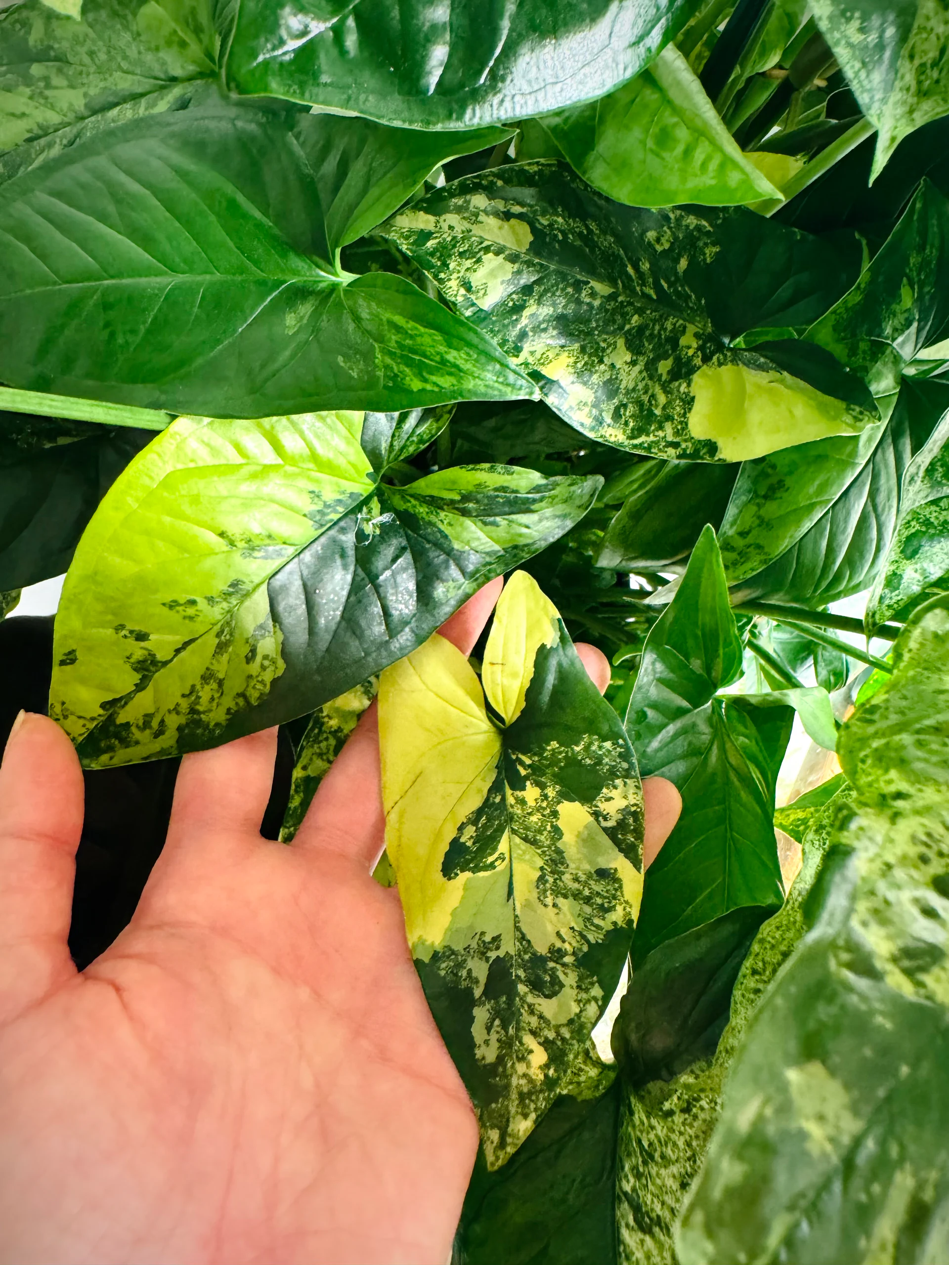 Syngonium podophyllum 'Aurea' by Labuleaf