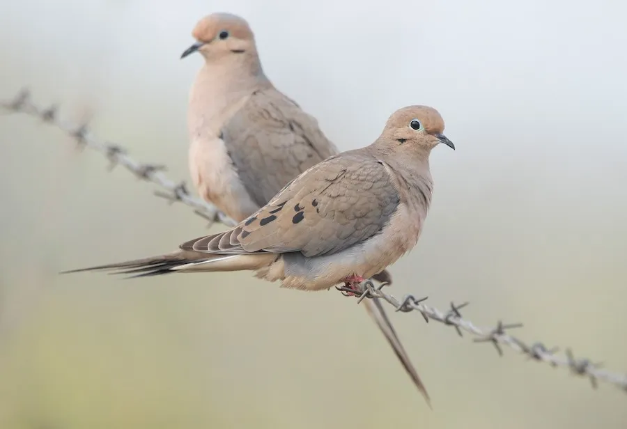 Mourning Dove Zenaida macroura by genevieve