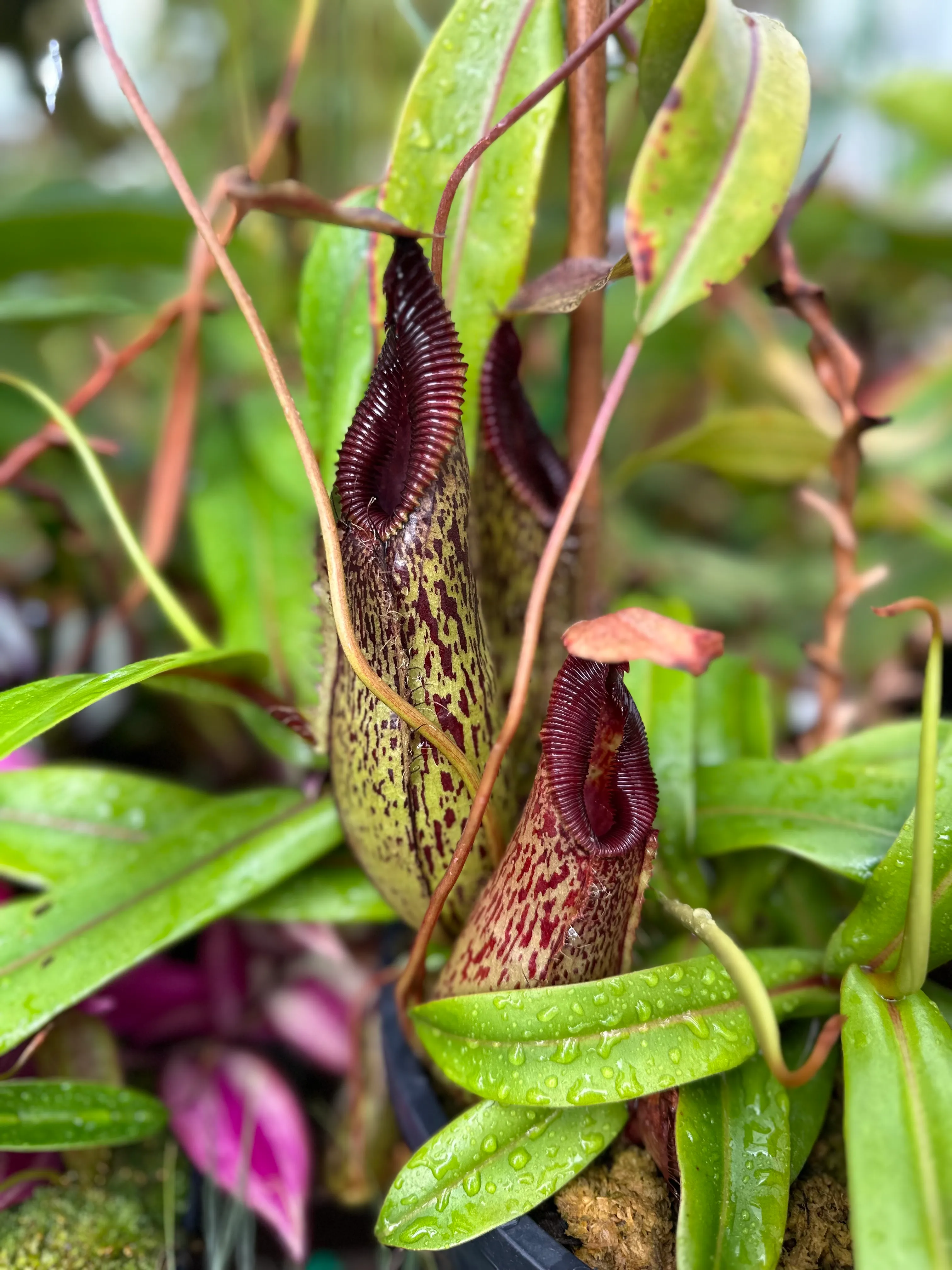 Nepenthes burkei × hamata by David