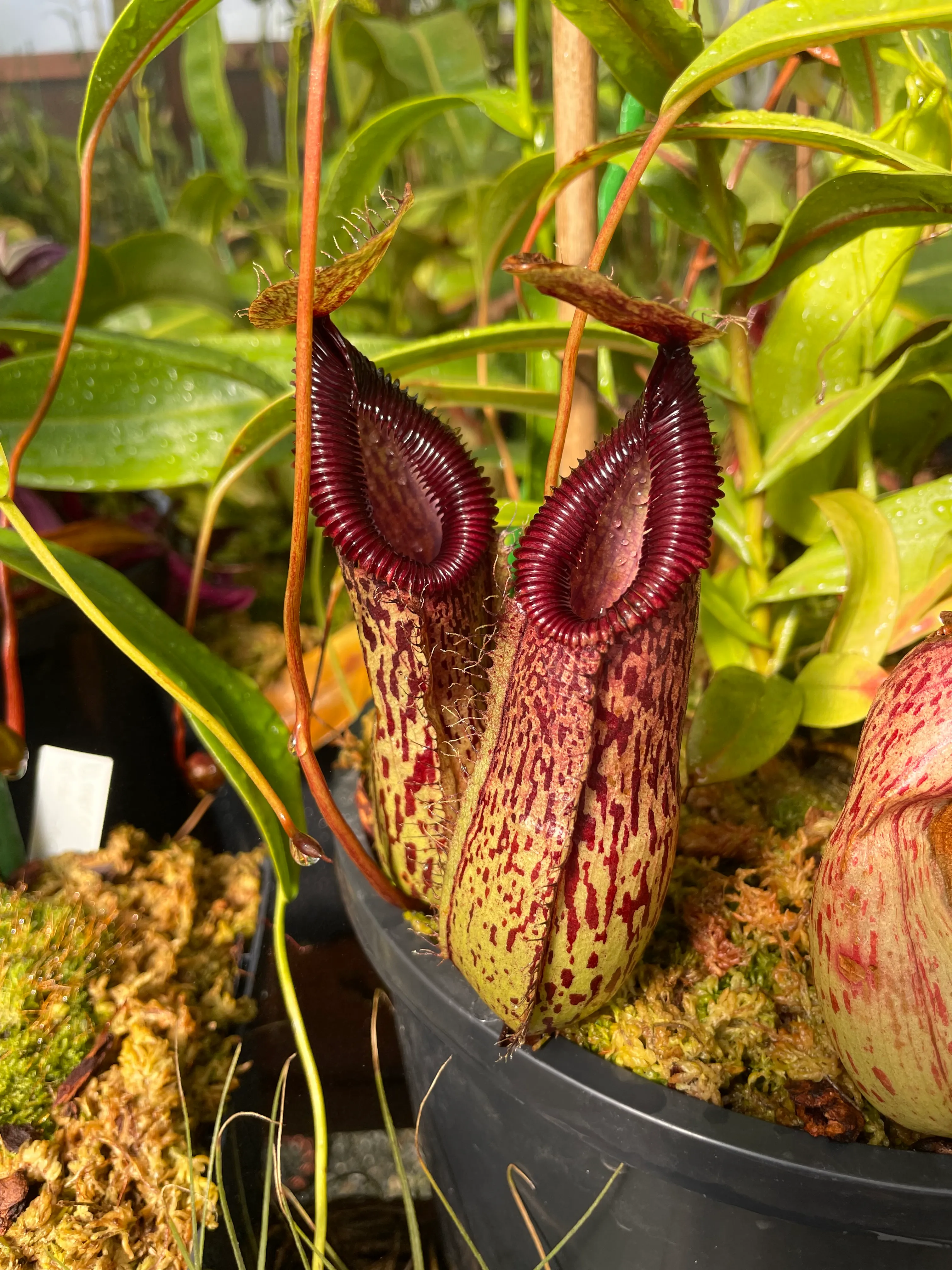 Nepenthes burkei × hamata by David