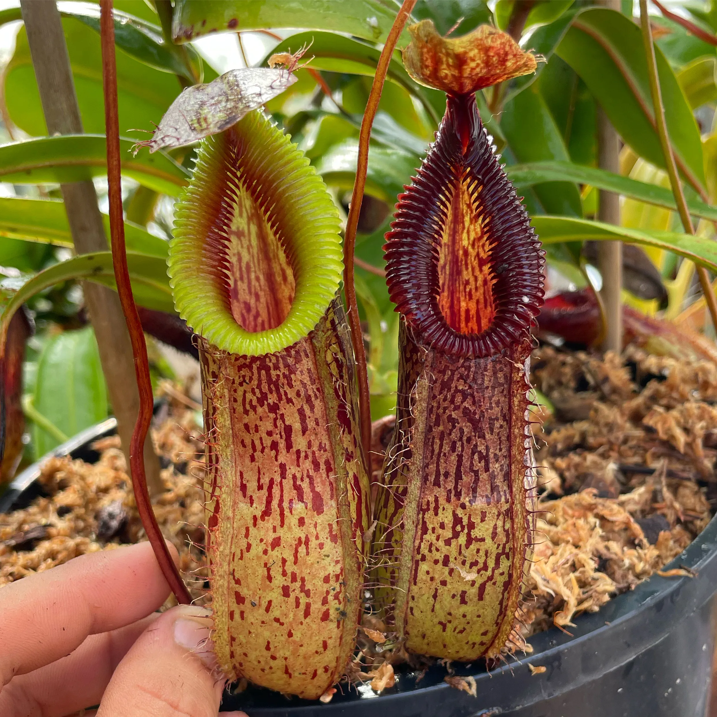 Nepenthes burkei × hamata by David
