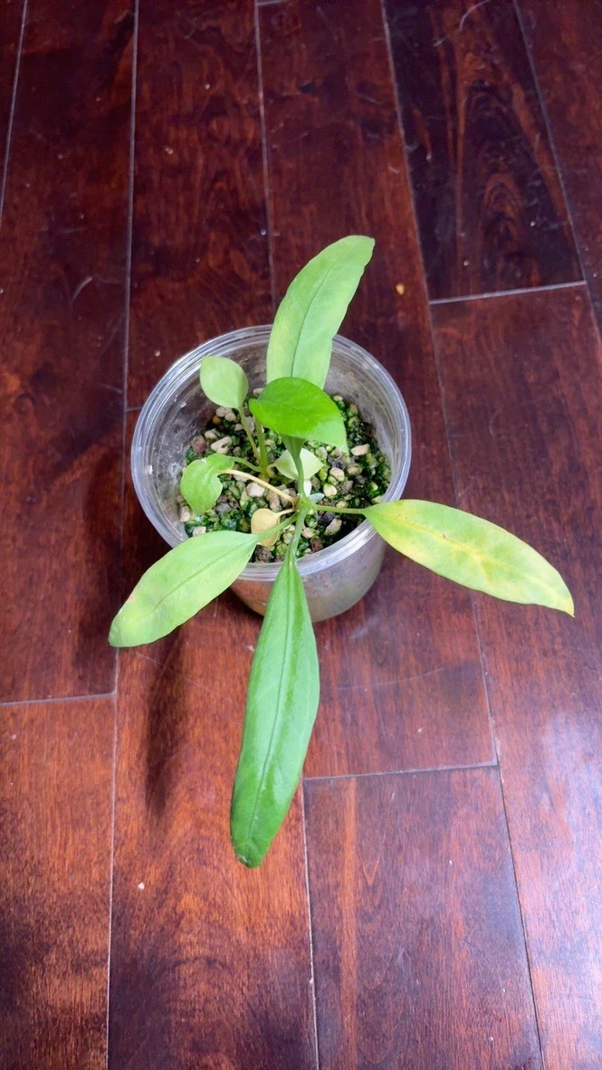 Anthurium vittarifolium by katiesplants