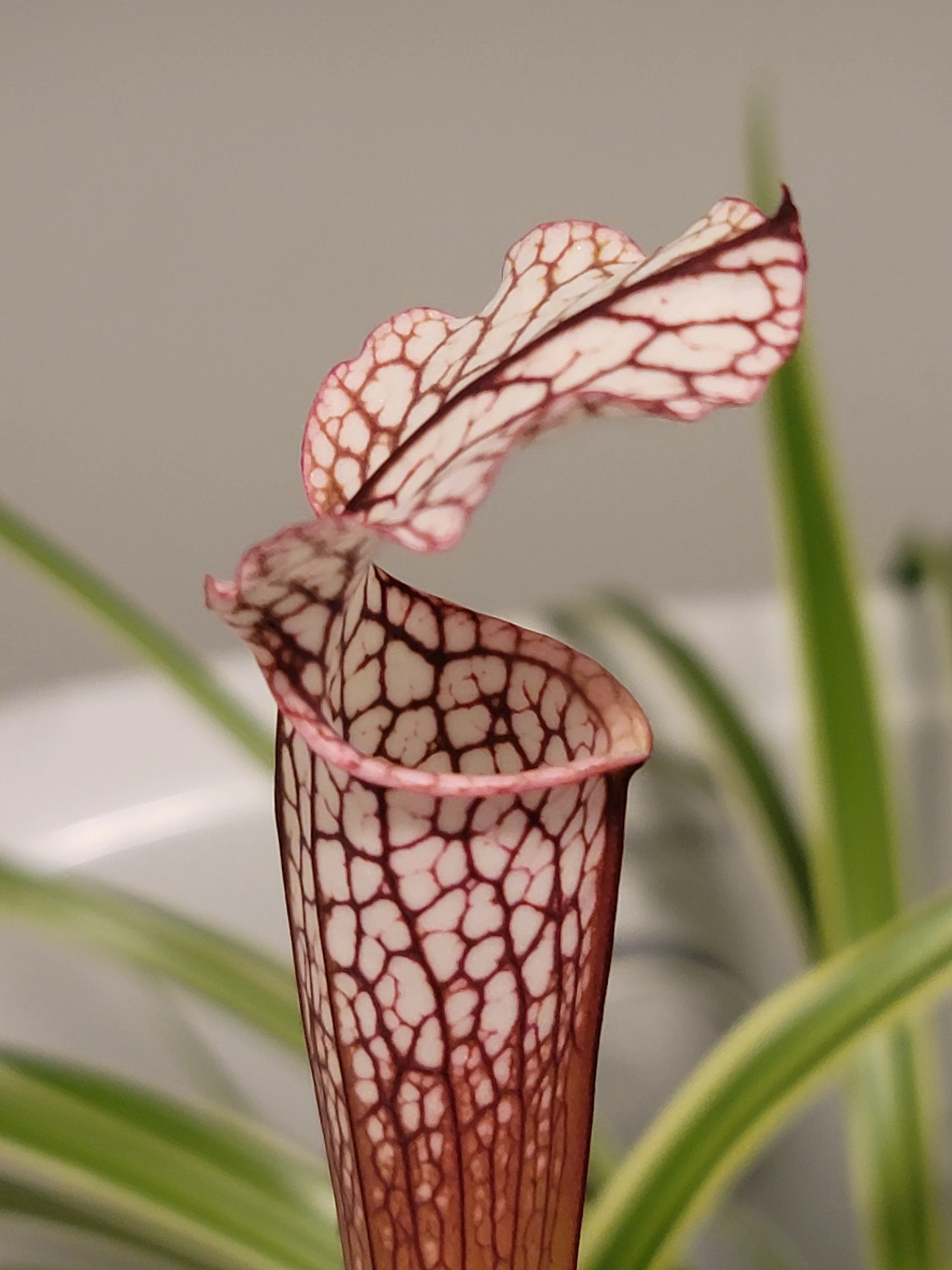 Sarracenia leucophylla ''Good Clone'' by atomic-alchemist