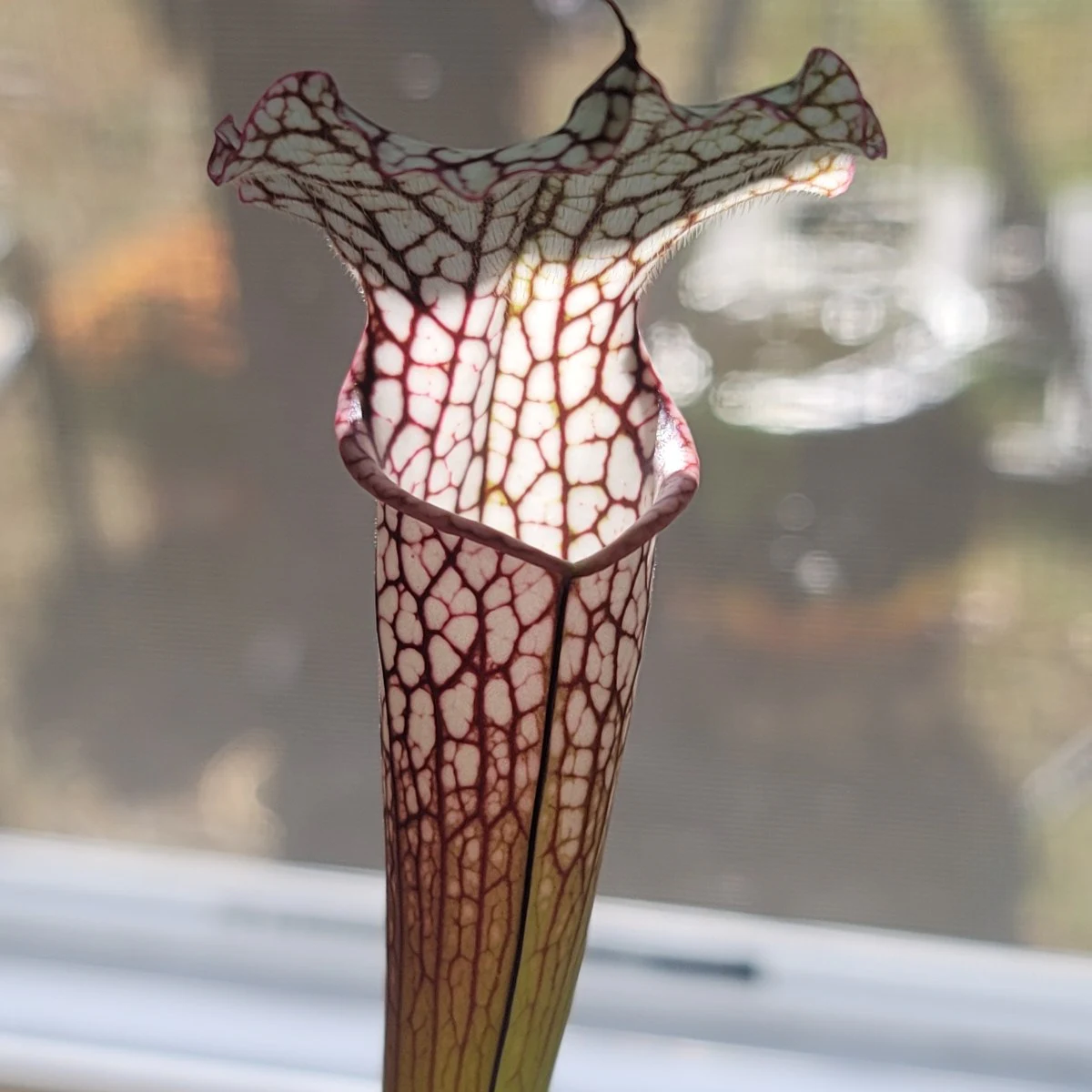 Sarracenia leucophylla ''Good Clone'' by atomic-alchemist
