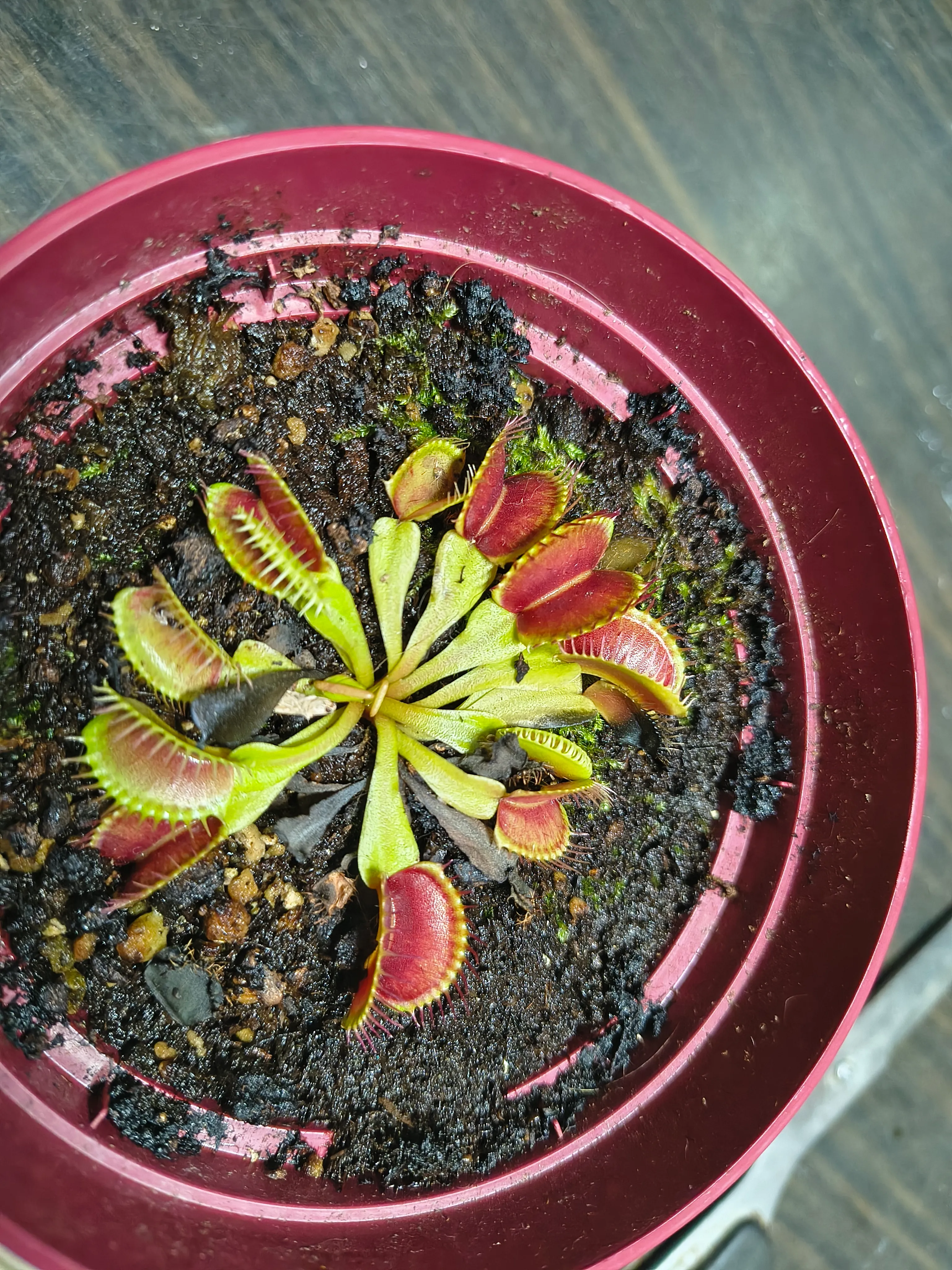 Dionaea muscipula by Manu28