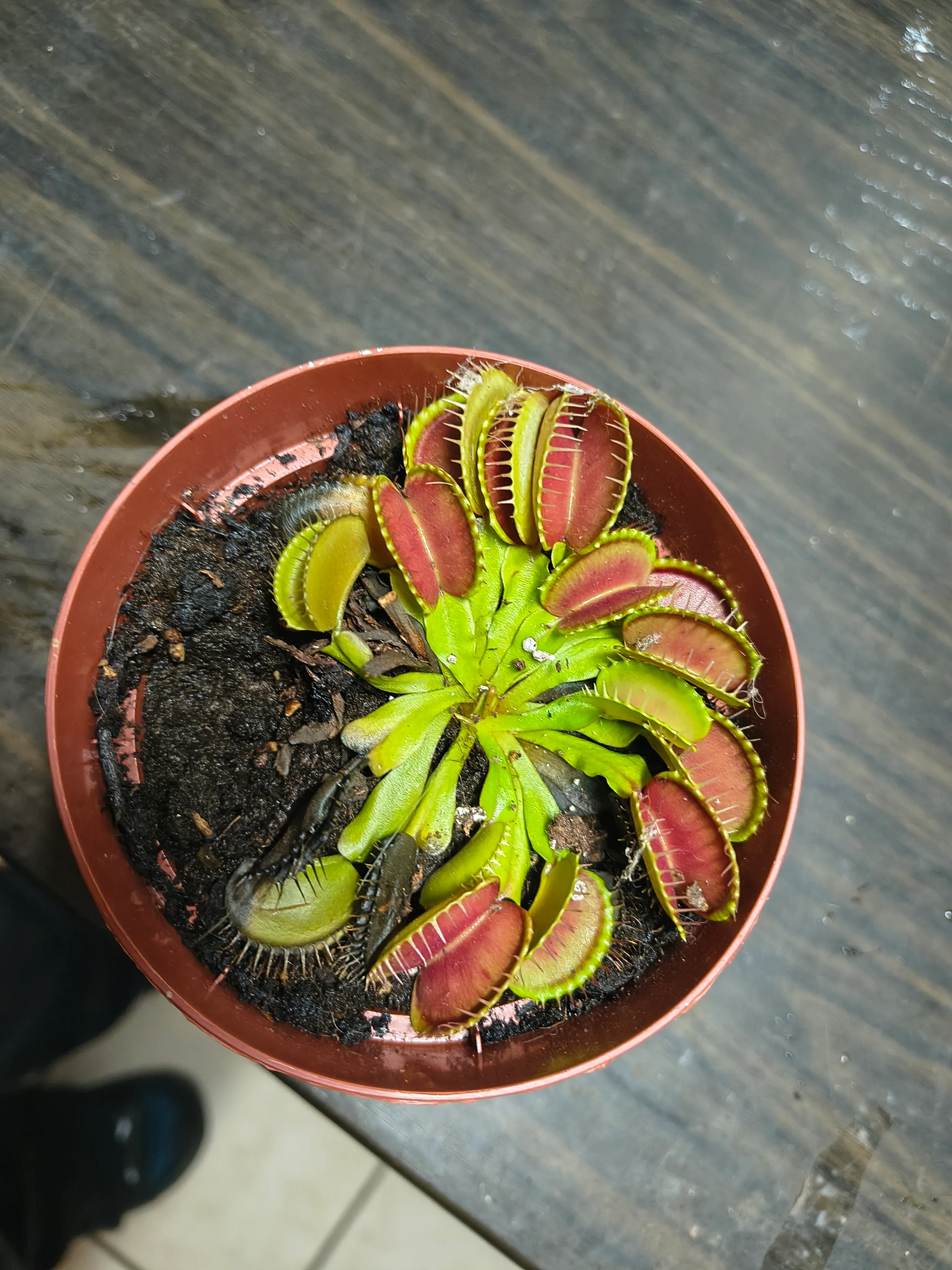 Dionaea muscipula by Manu28