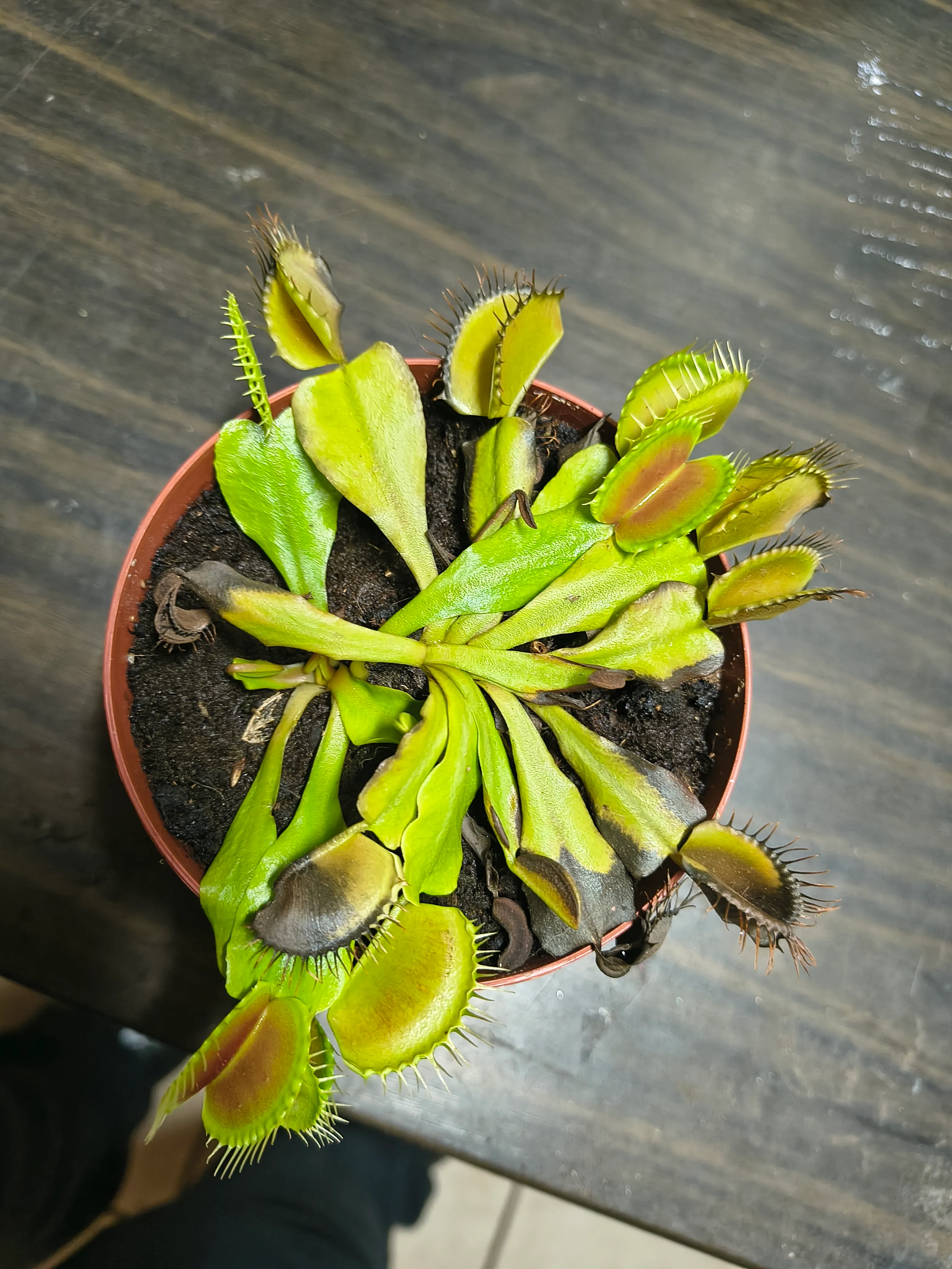 Dionaea muscipula by Manu28