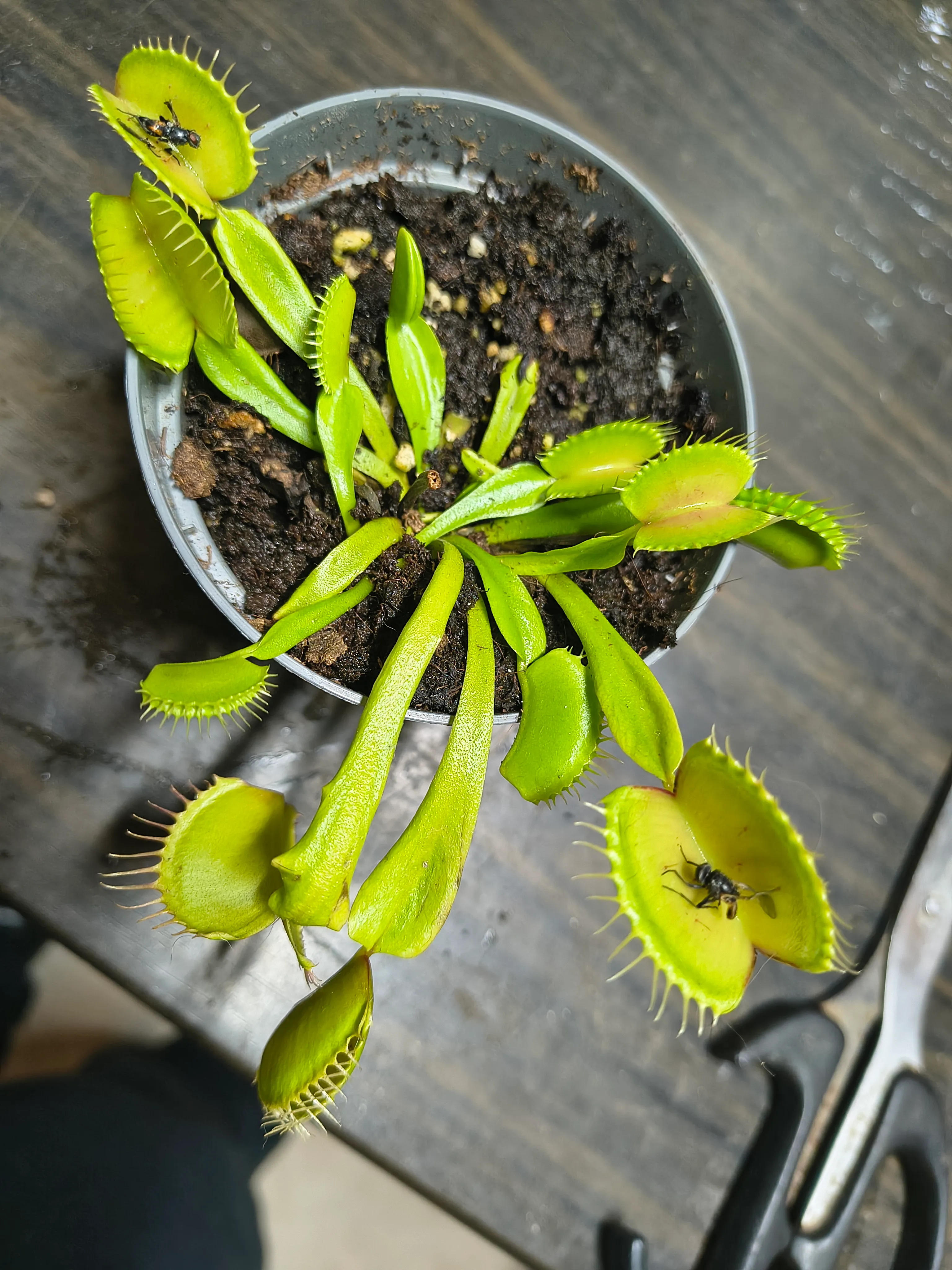 Dionaea muscipula by Manu28
