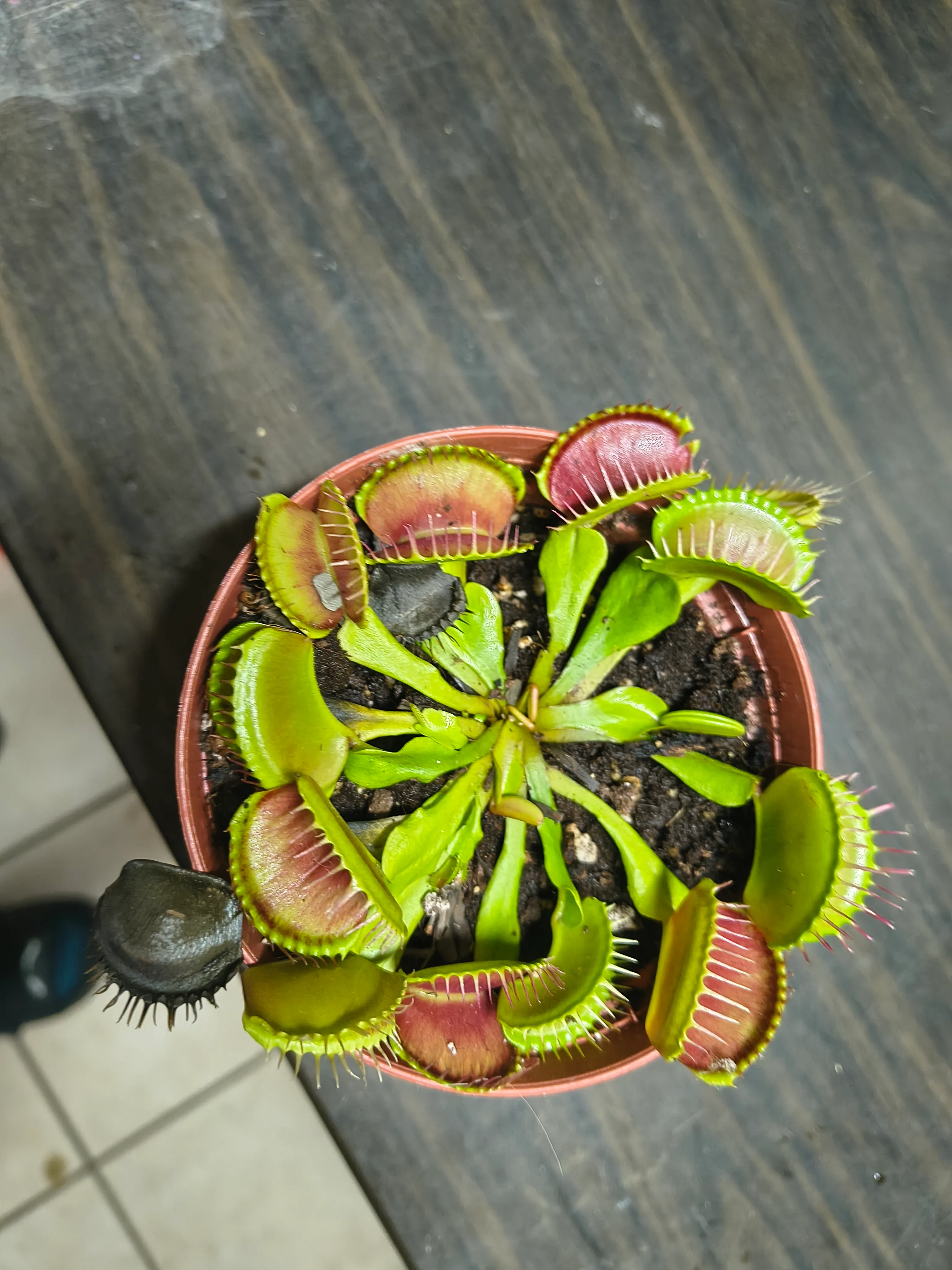 Dionaea muscipula by Manu28