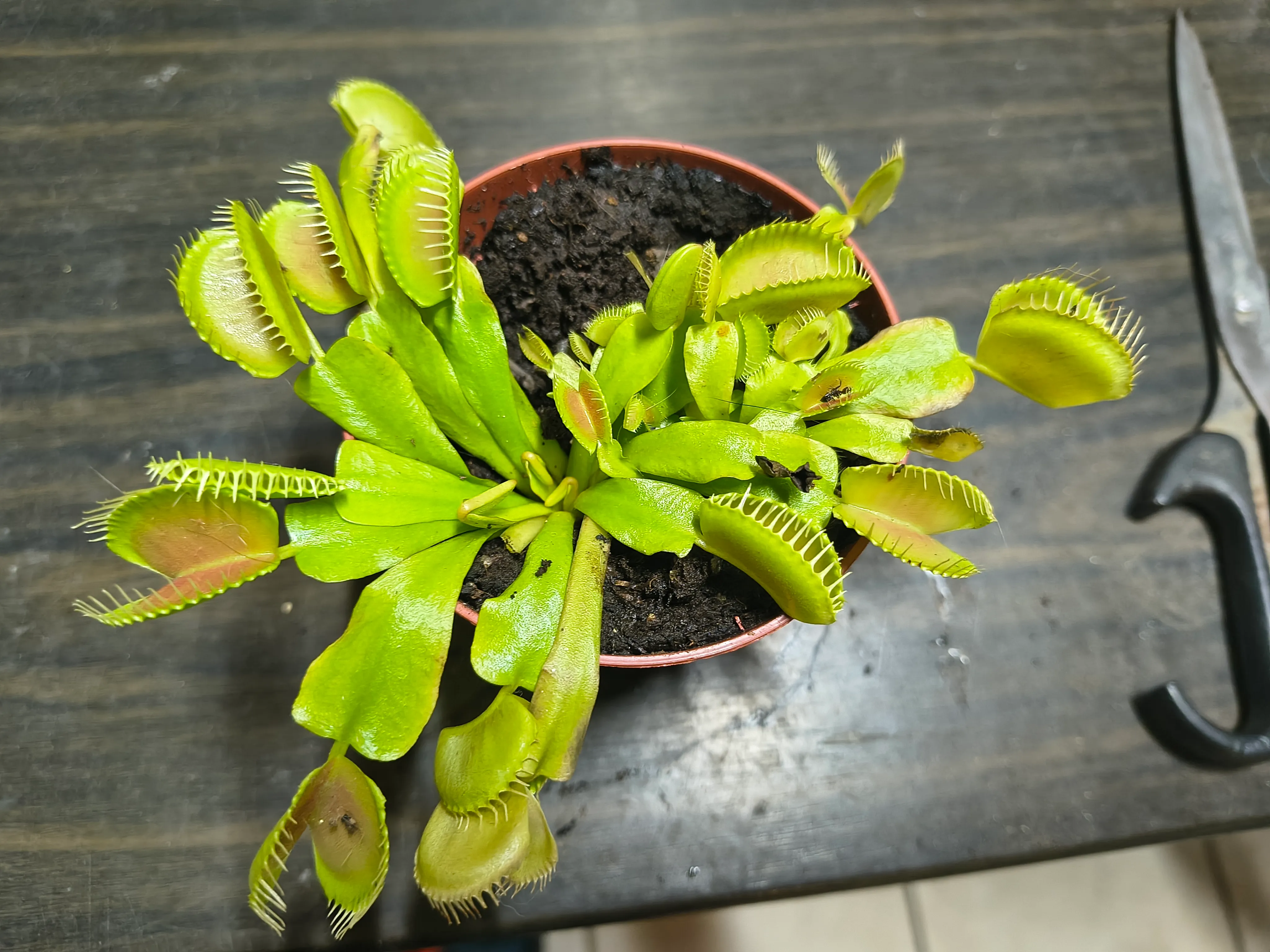 Dionaea muscipula by Manu28