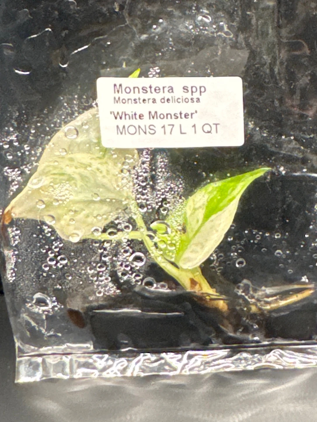 Monstera deliciosa 'White Monster' by Zharia