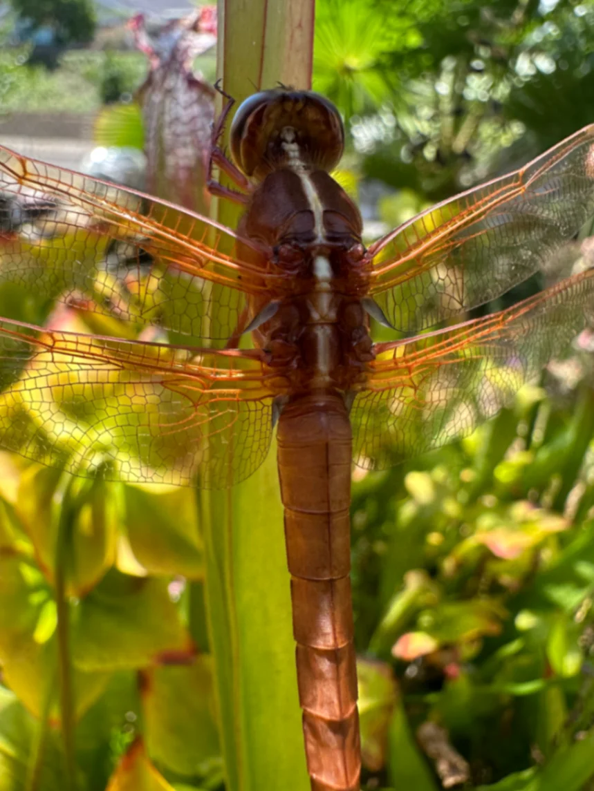 Flame Skimmer Libellula saturata by David
