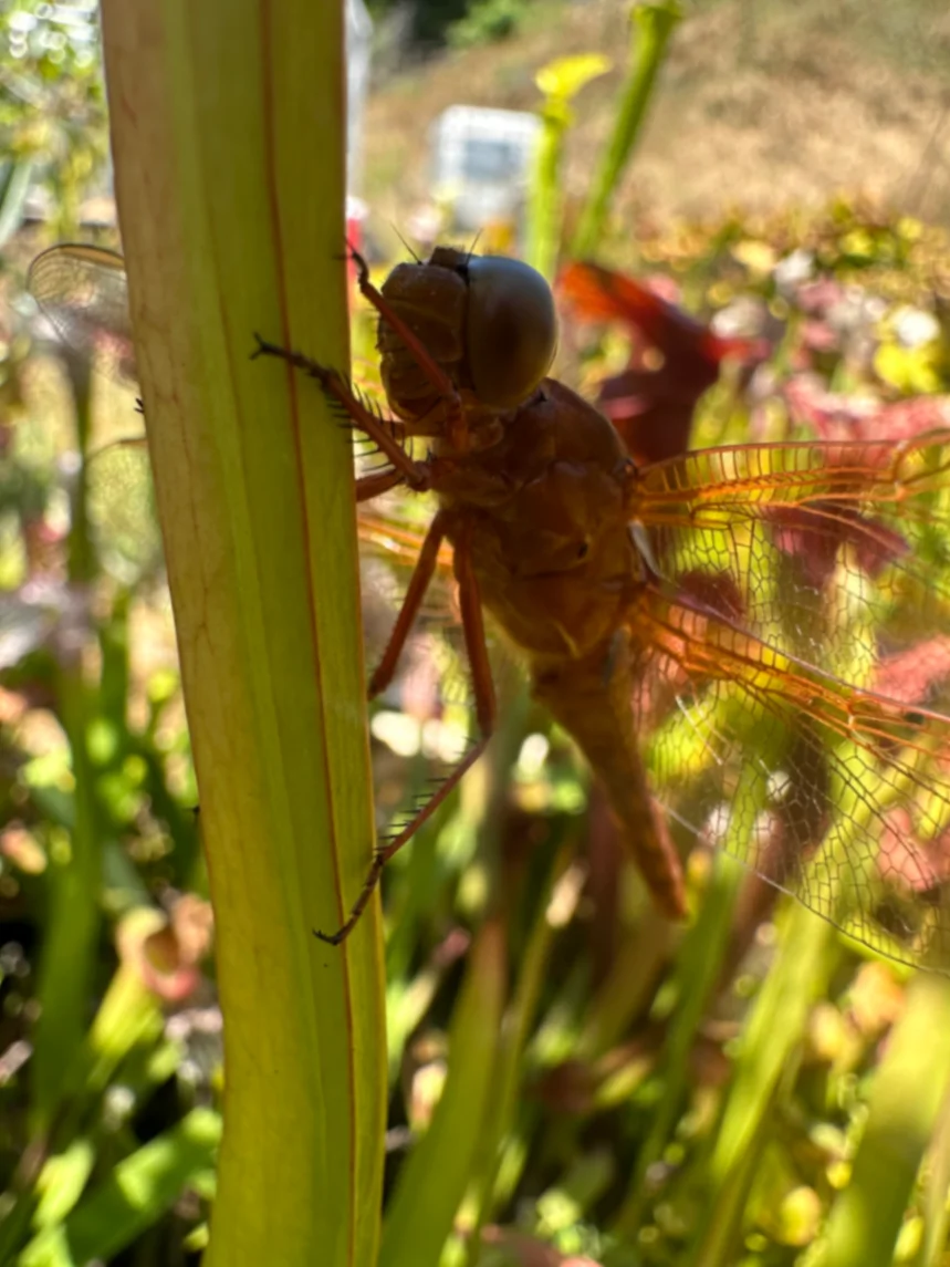 Flame Skimmer Libellula saturata by David