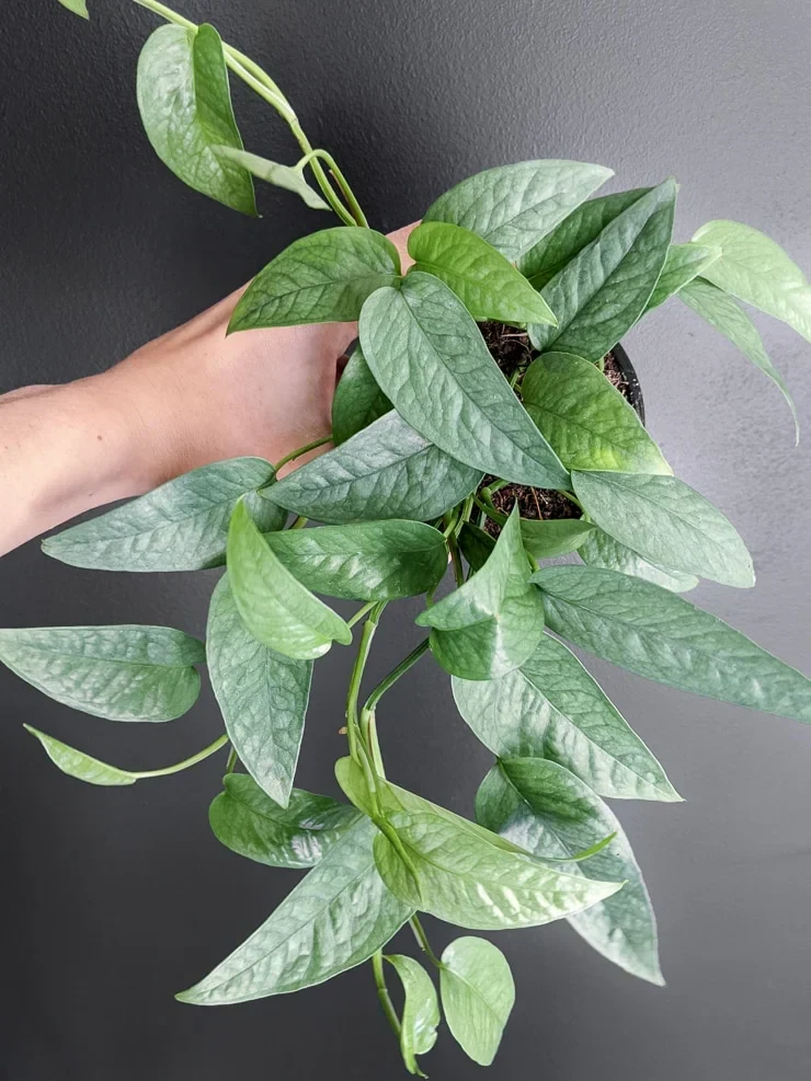 Epipremnum Pinnatum 'Cebu Blue' by kathy