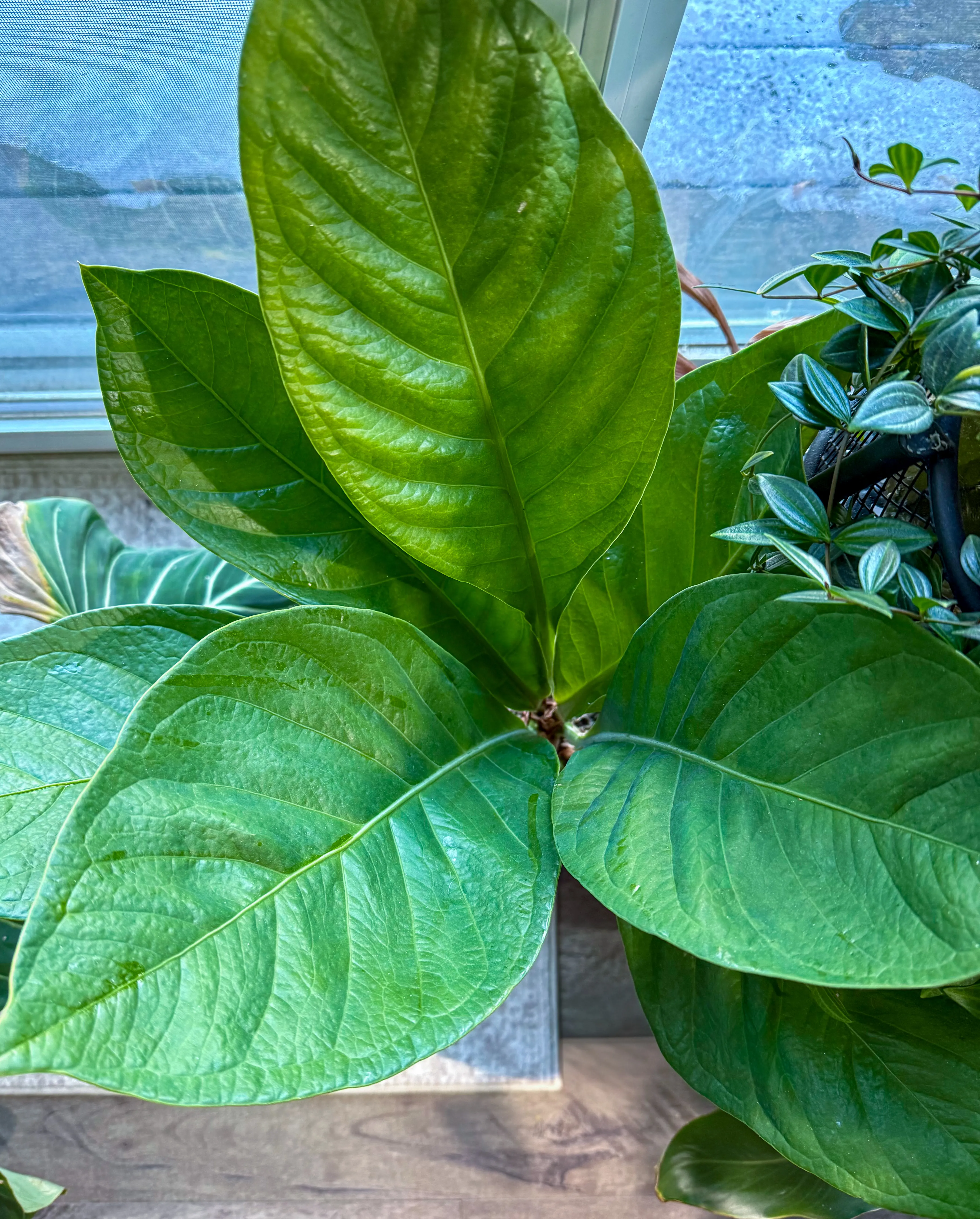 Anthurium bonplandii ssp. by DoodleBirdTerrariums