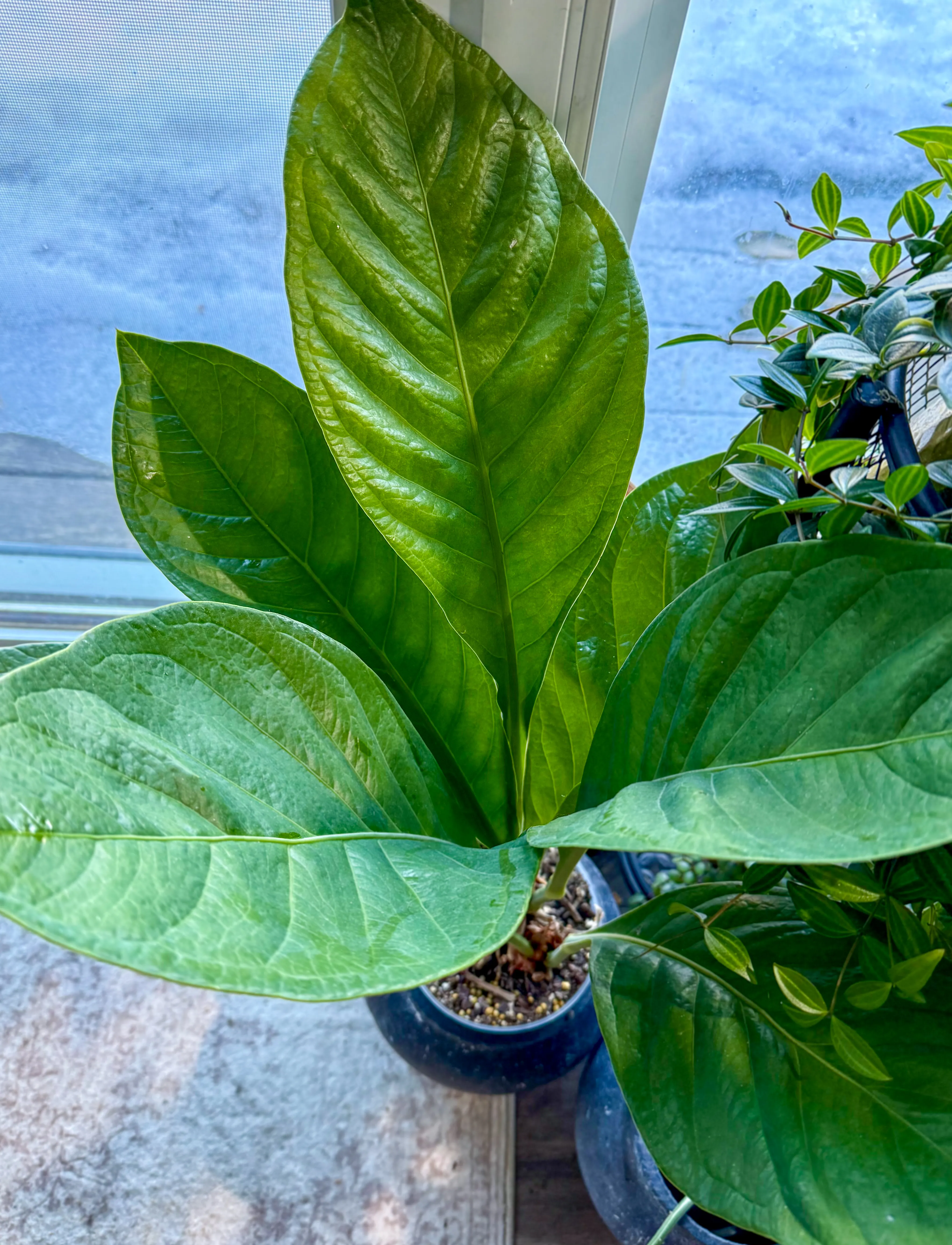 Anthurium bonplandii ssp. by DoodleBirdTerrariums