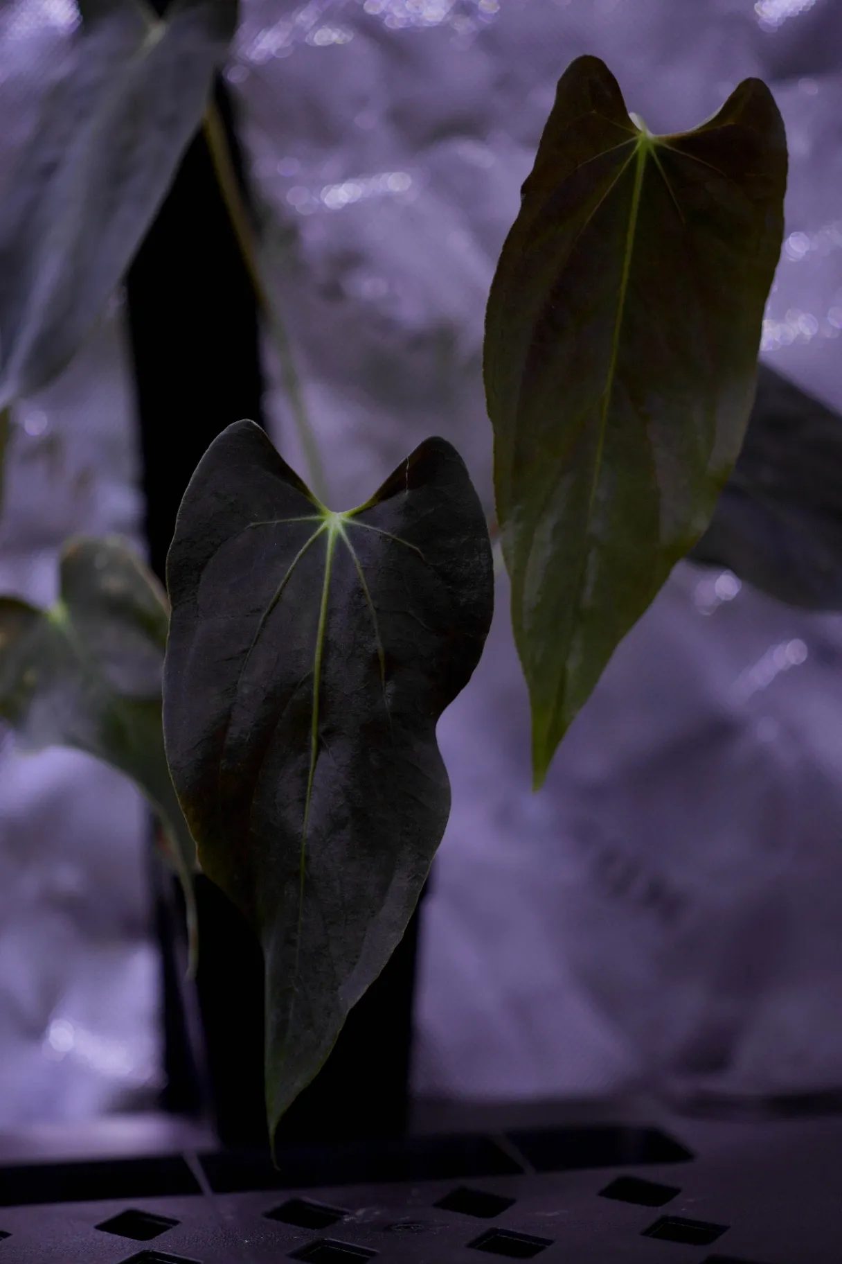 Anthurium papillilaminum 'Ralph Lynam x Fort Sherman' by migy