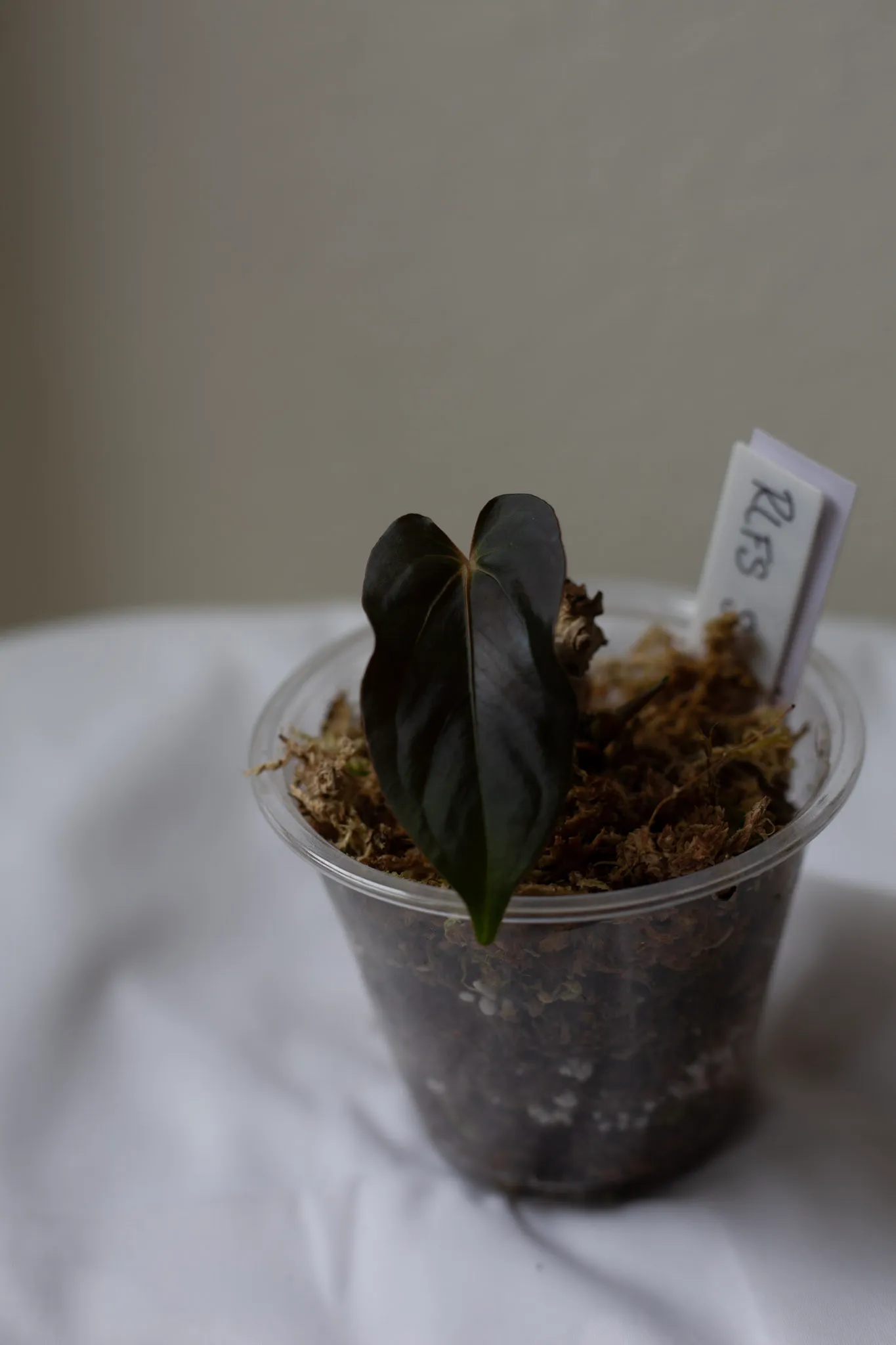 Anthurium papillilaminum 'Ralph Lynam x Fort Sherman' by migy