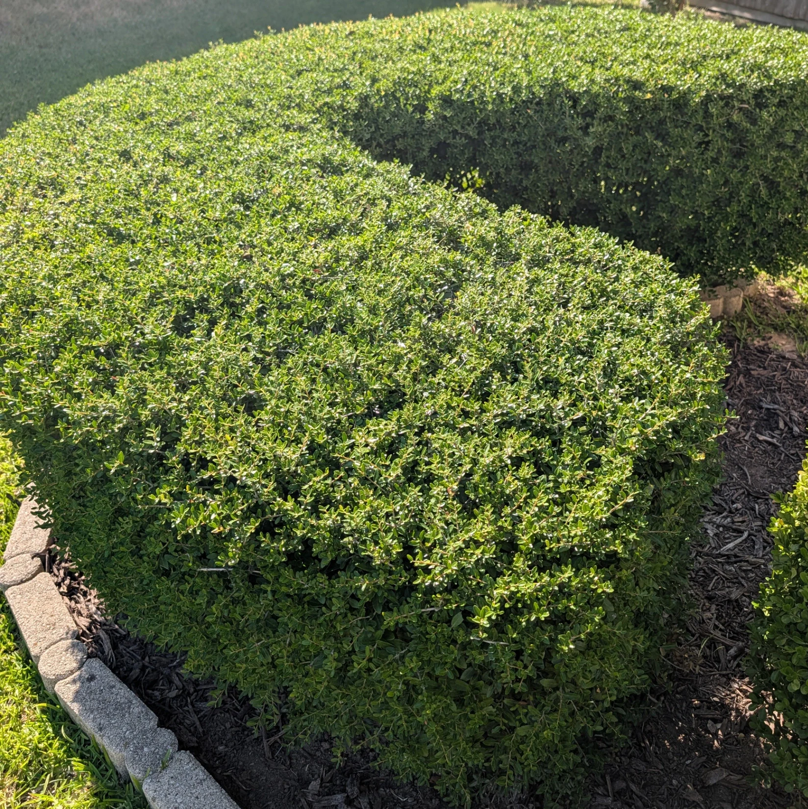 Buxus by mosswooddrive