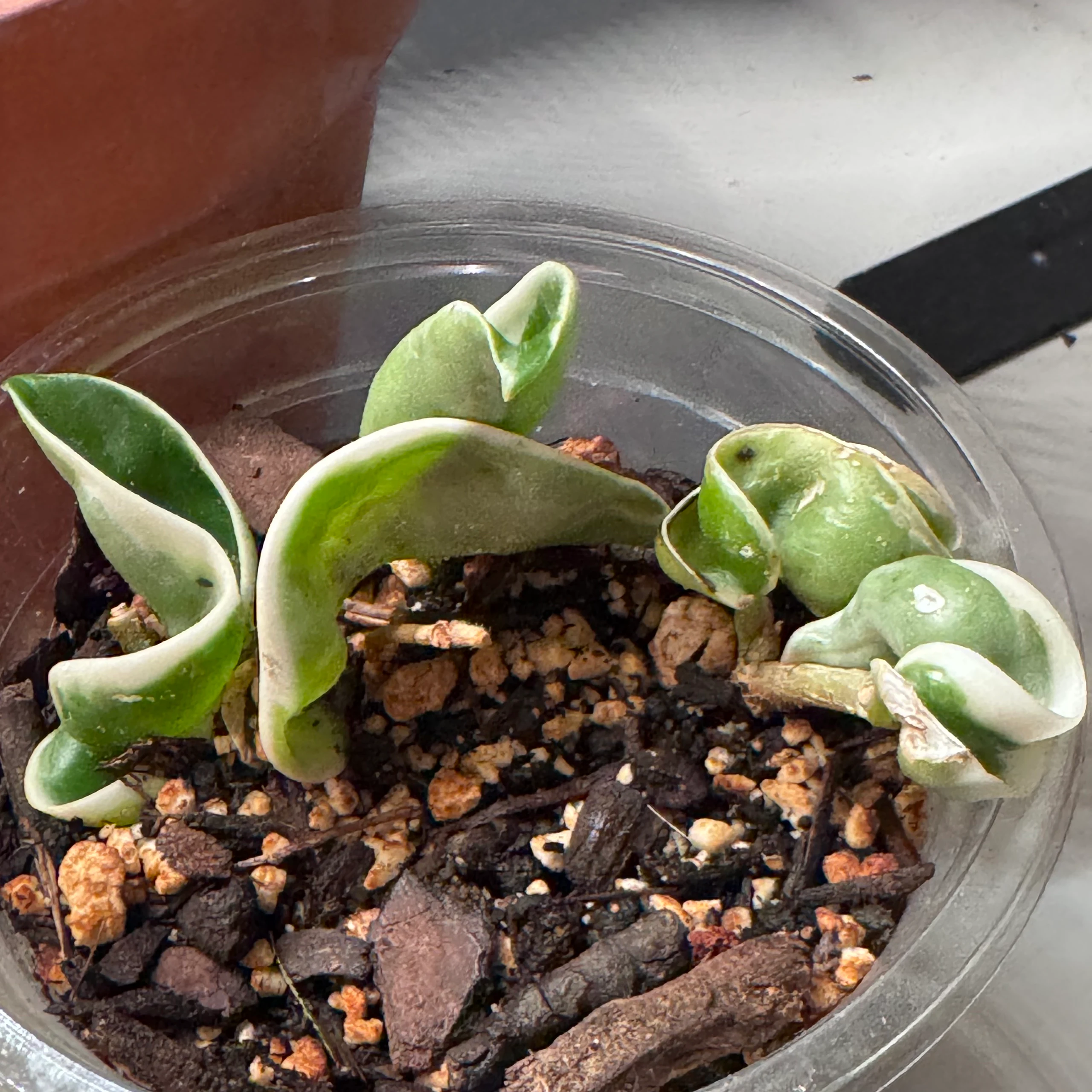 Hoya carnosa 'Compacta Variegata' by katcollects