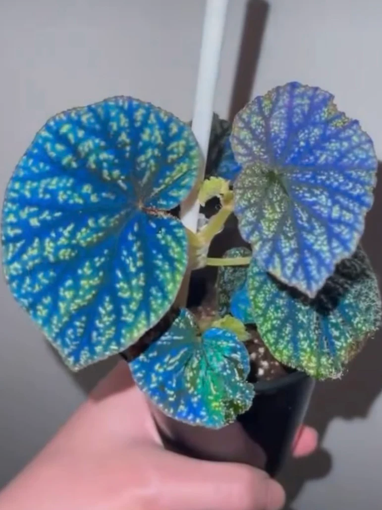 Begonia tenuifolia with Spots by NashvilleNDP