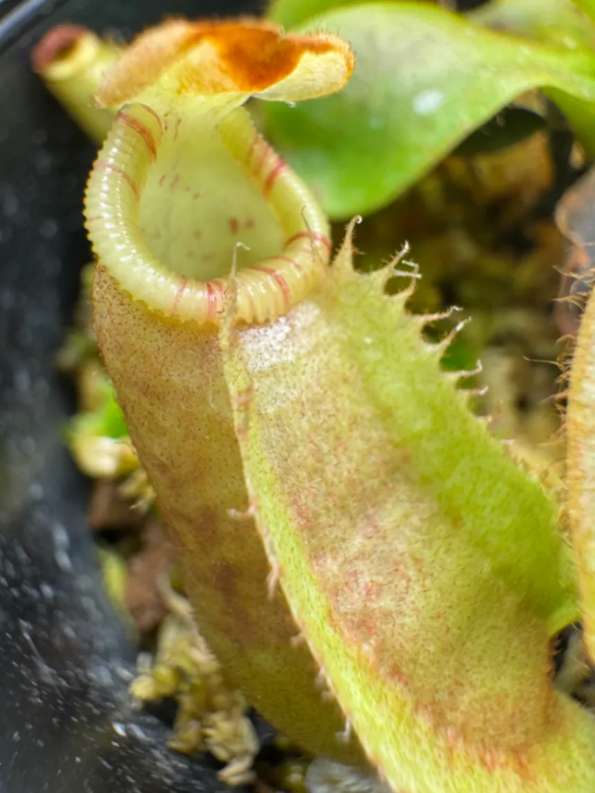 Nepenthes Veitchii 'Fairchild' by LushGrows