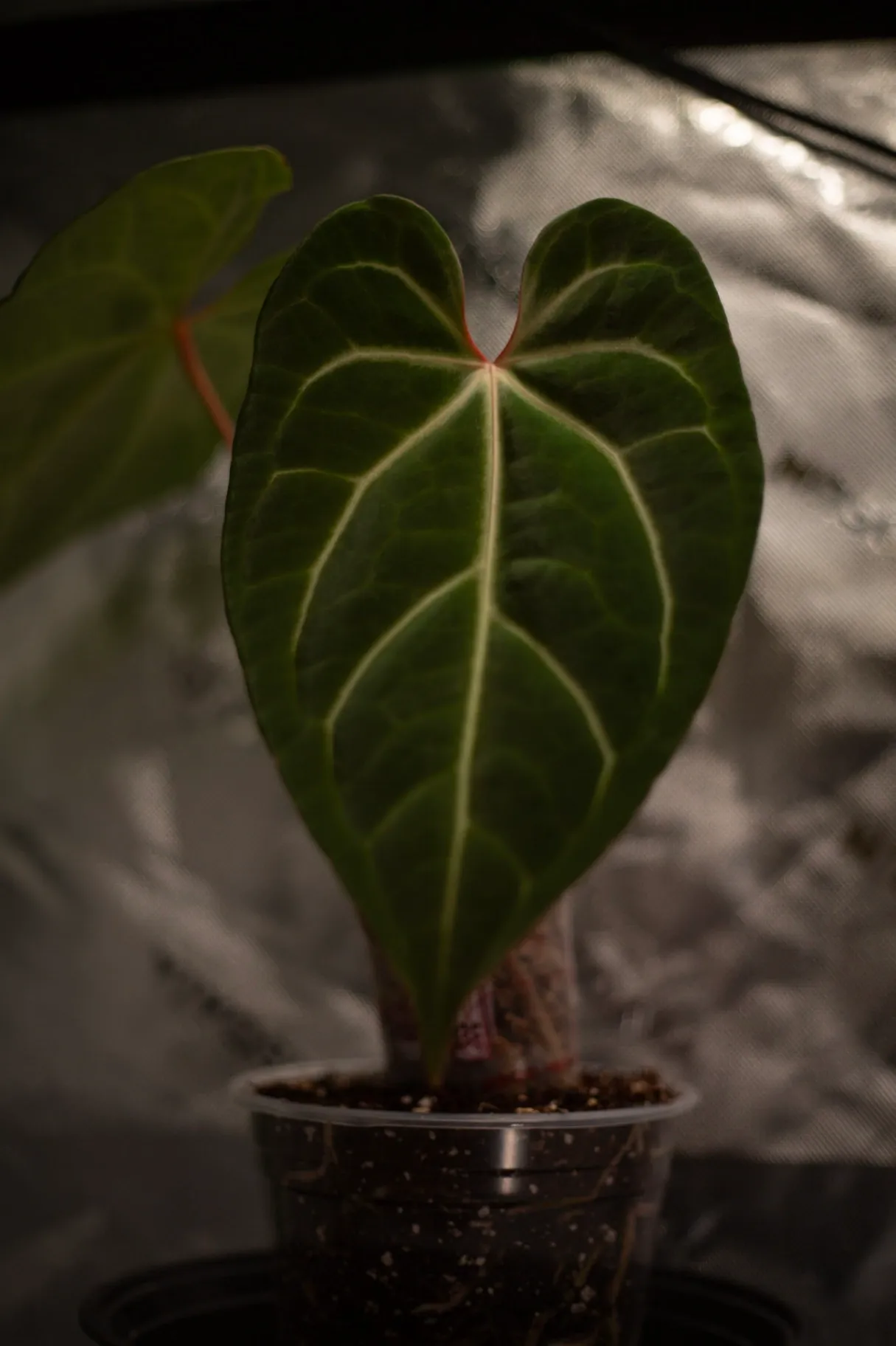 Anthurium magnificum x besseae aff. by migy