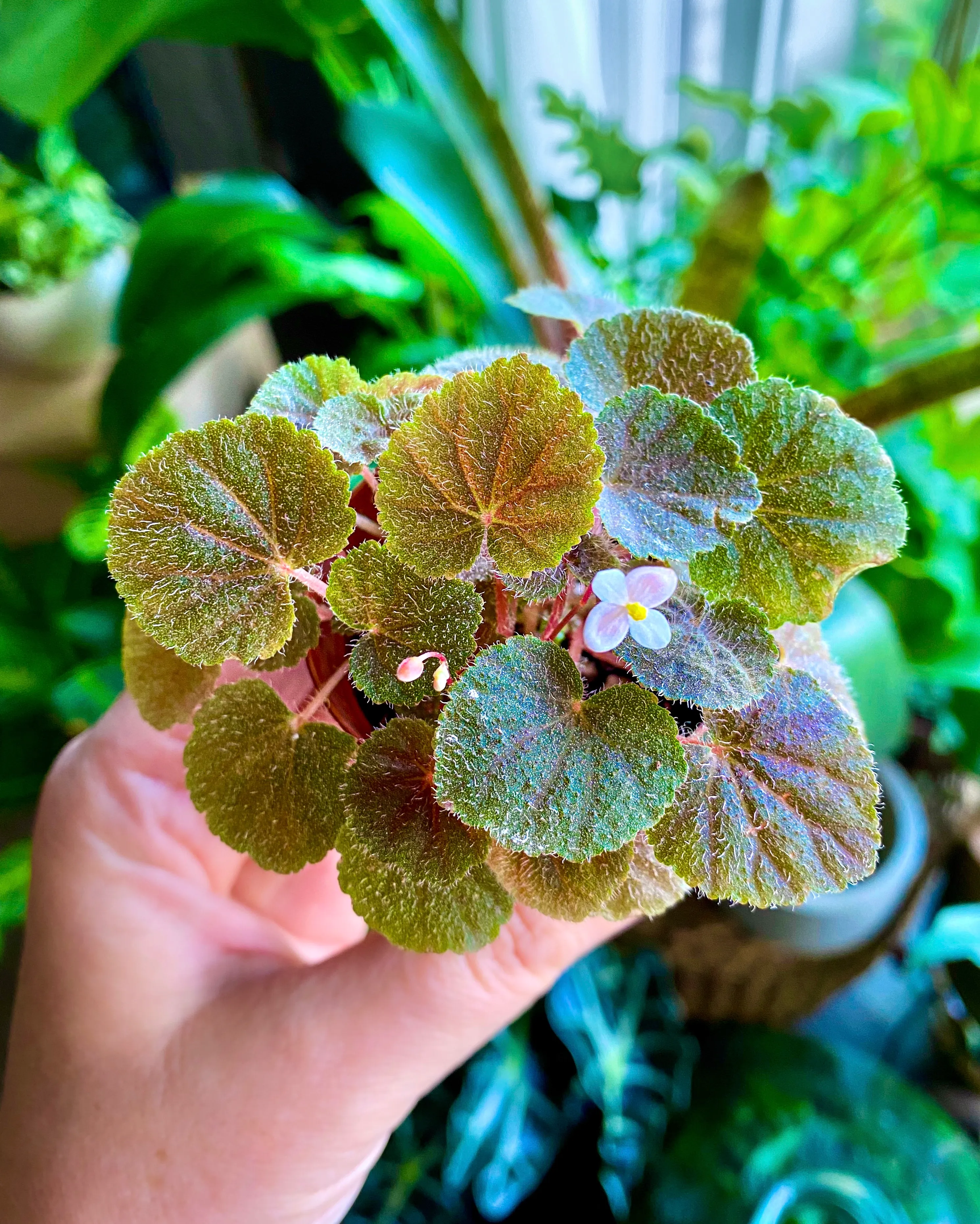 Begonia hoehneana by DoodleBirdTerrariums