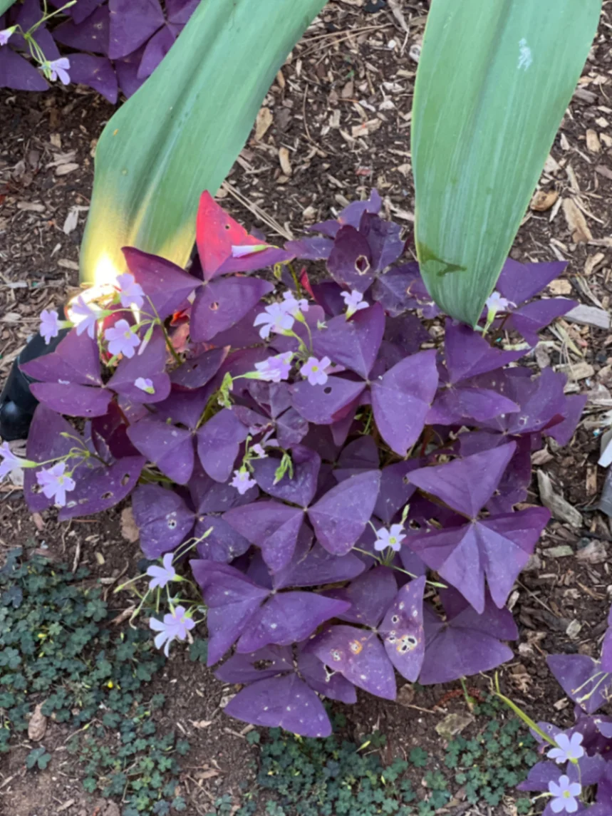 Oxalis triangularis by markymark