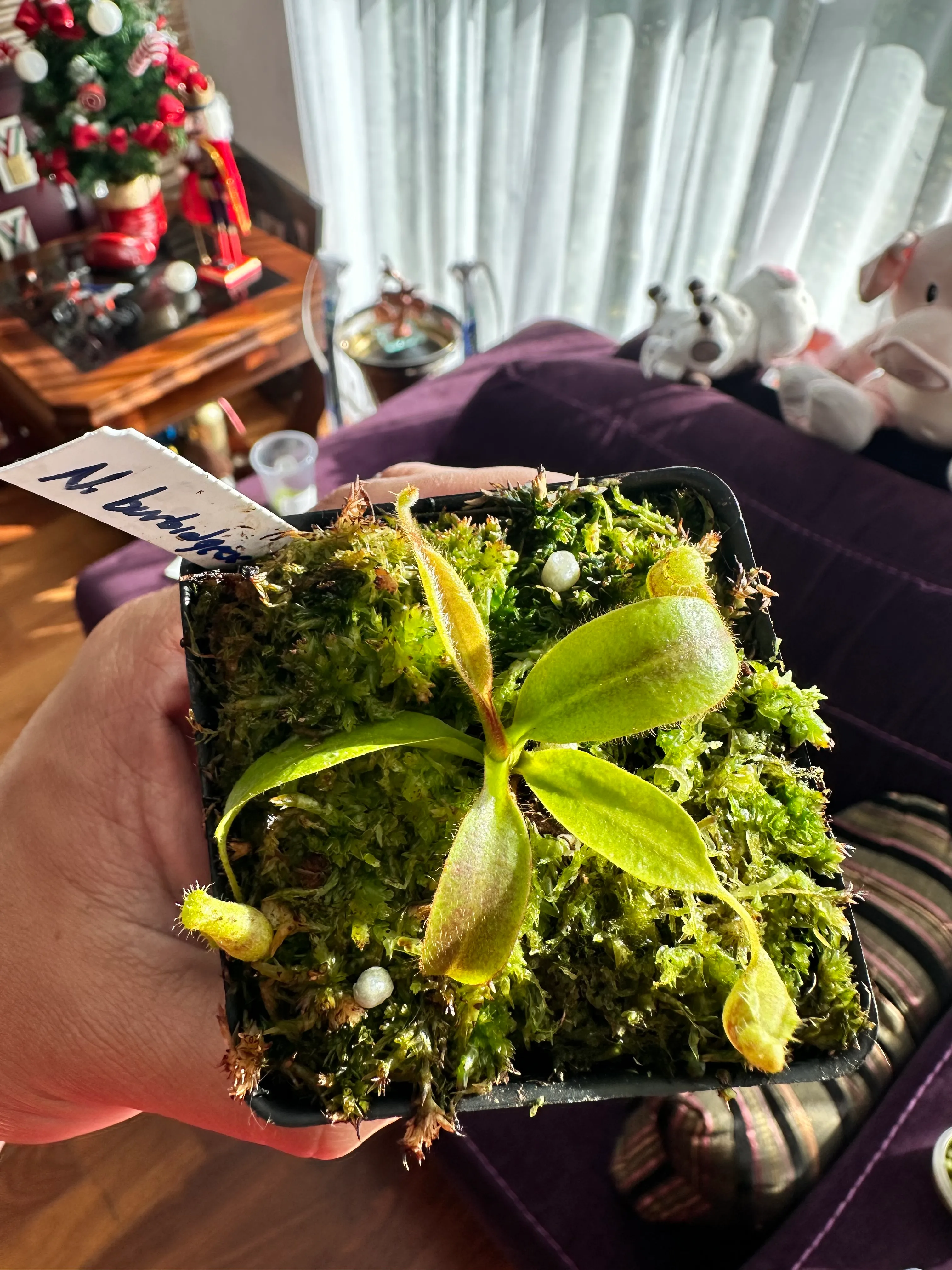 Nepenthes Burbidgeae by marklt